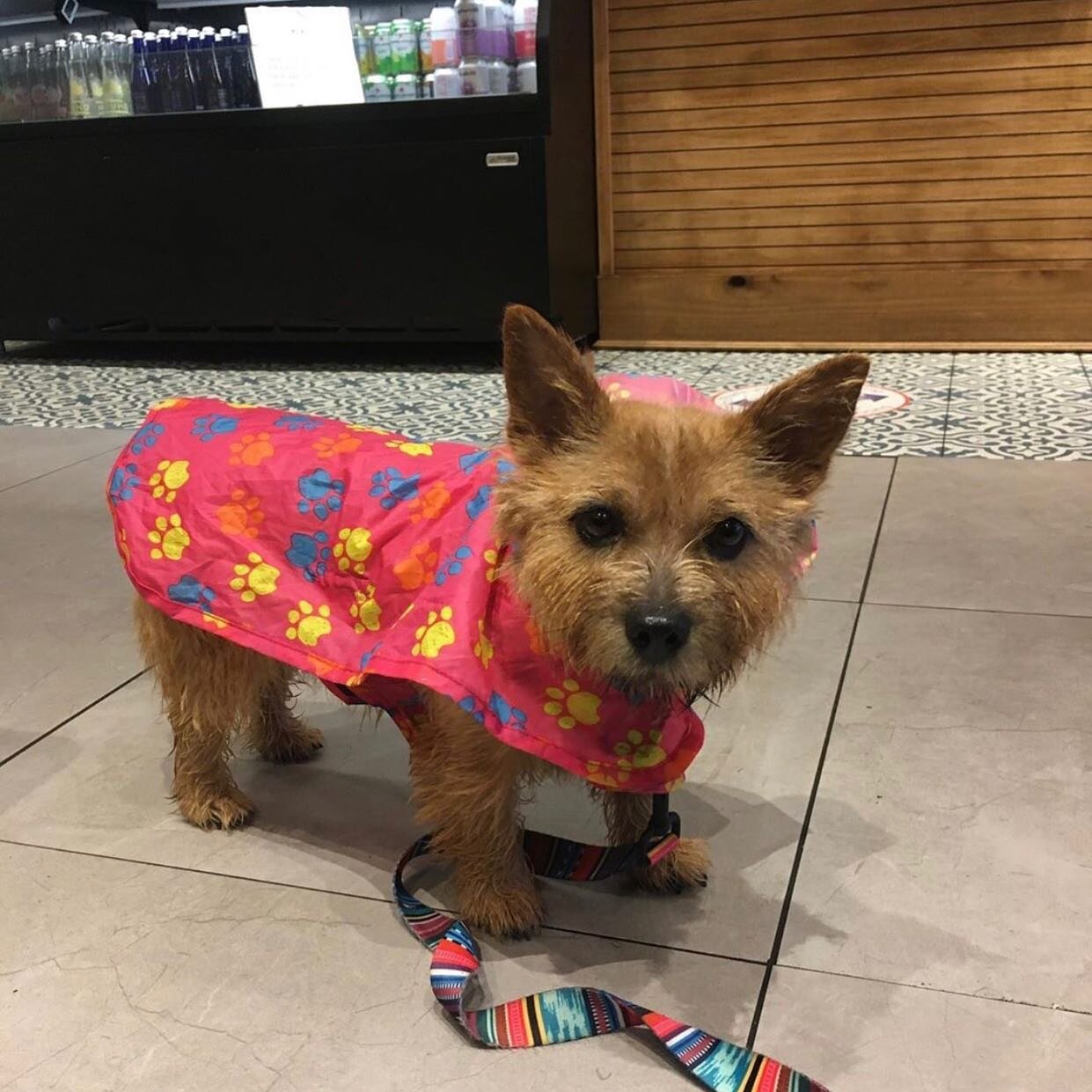 This ✨ small but mighty ✨ customer is stealing our hearts! Stop by with your furry friend and pick up a coffee, flatbread, sandwich, or pastry! Thanks for your continued support of OUR small but mighty caf&eacute;! #chezlilydc #supportlocal #dogfrien