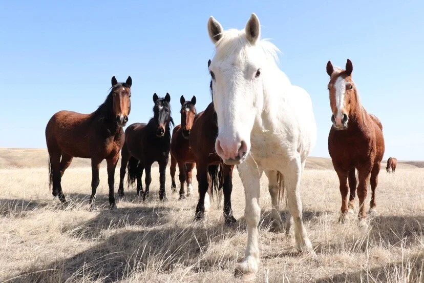 ALBERTA NOW HOME TO LEGENDARY BUCKING HORSE AND RODEO BULL BLOODLINES THROUGH CREATION OF LEGEND RODEO STOCK
