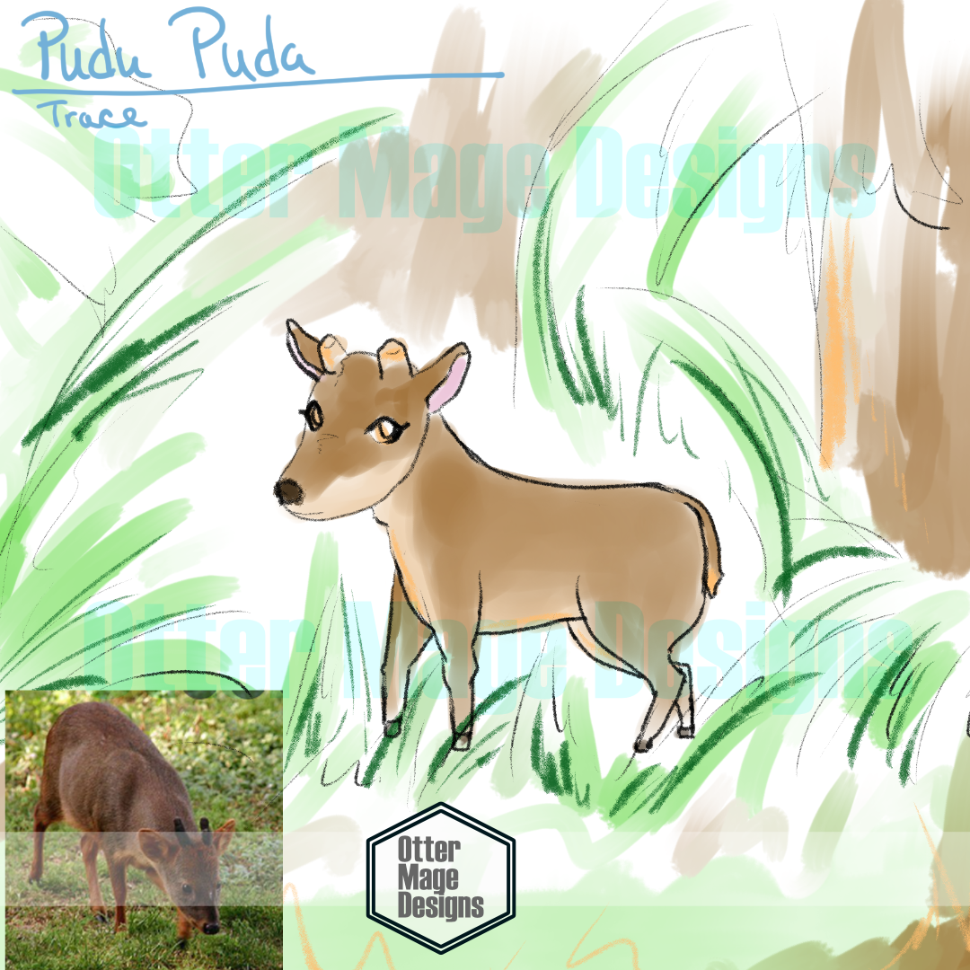 Florida Animals - Pudu Puda - Southern Pudu - Trace - August 2021.png