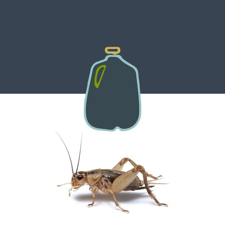 Cricket Protein is a powerful superfood*, AND is easy on the environment as less water is needed in production compared to traditional meat-based dog treats. 

We'll chirp to that! 

*capes removed before processing 🦸🏽&zwj;♀️🦗

➡️:: @jiminysforpet