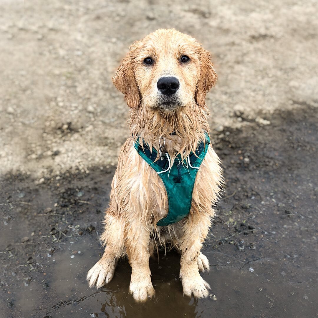 Swim time!⁣
⁣
Our Enzo &quot;The Fuzz&quot; loves himself a good river or lake swim, which means post-swim bath time comes around often this time of year! ⁣
⁣
Spray on. Scrub. Rinse clean*. Donezo. ⁣🛁
⁣
Less tub time = more river time⁣
⁣
*I've never