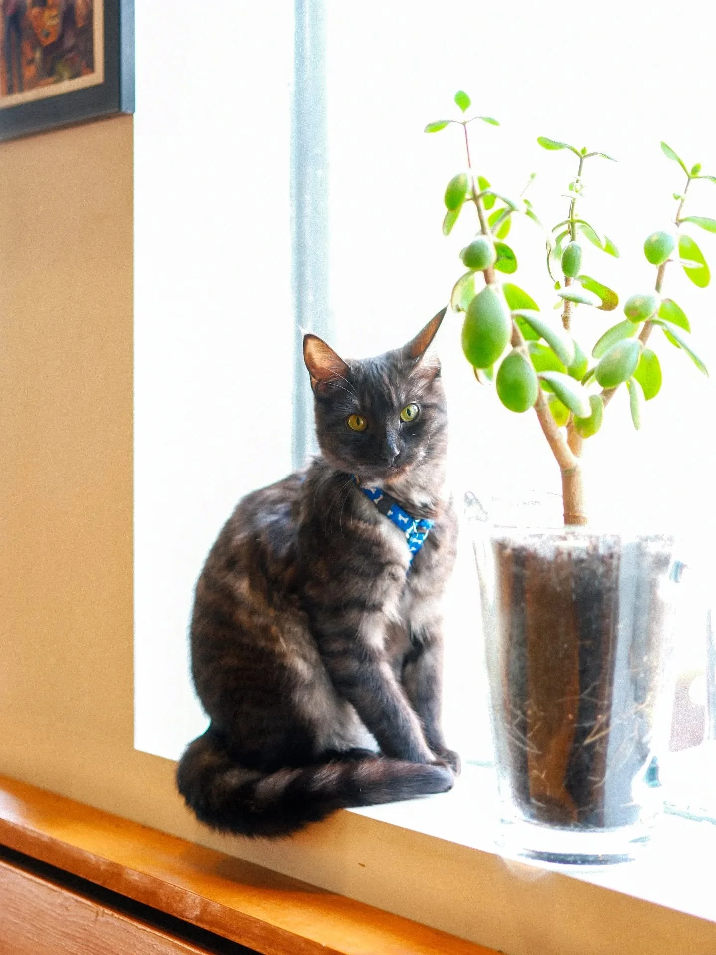 If your Sunday plans don't involve cocktails &amp; sunbathing on the patio, someone is judging you. Not us... But someone. 😼

Open 1-7pm for all your patio, cocktail, gin &amp; beer needs!

[📷: @franklu.ca, 🐈&zwj;⬛: LC the Brewery Cat]

#ginlanedi