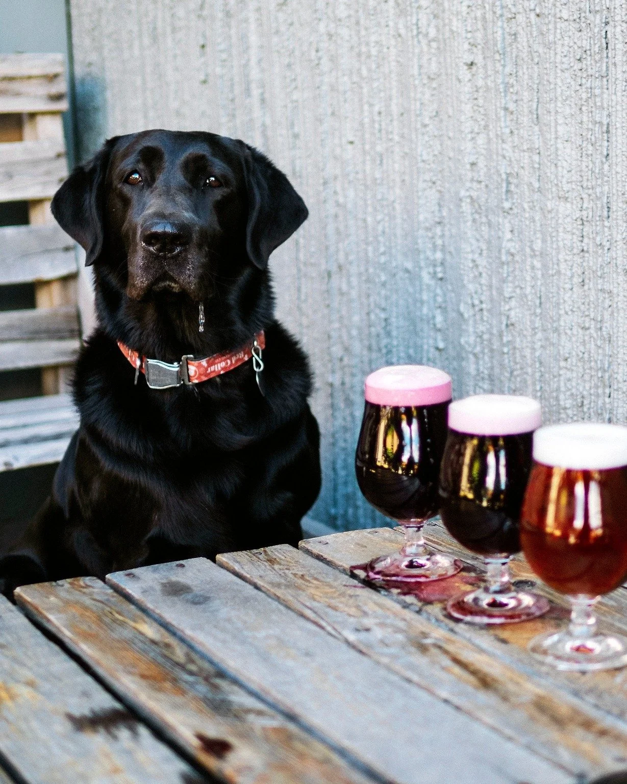 Fall is fully upon us which means, for better or for worse, winter is around the corner. With the changing seasons we wanted to post a quick reminder about bringing your pup to RCB &amp; Gin Lane!

Firstly, if you didn't already know, we have a separ