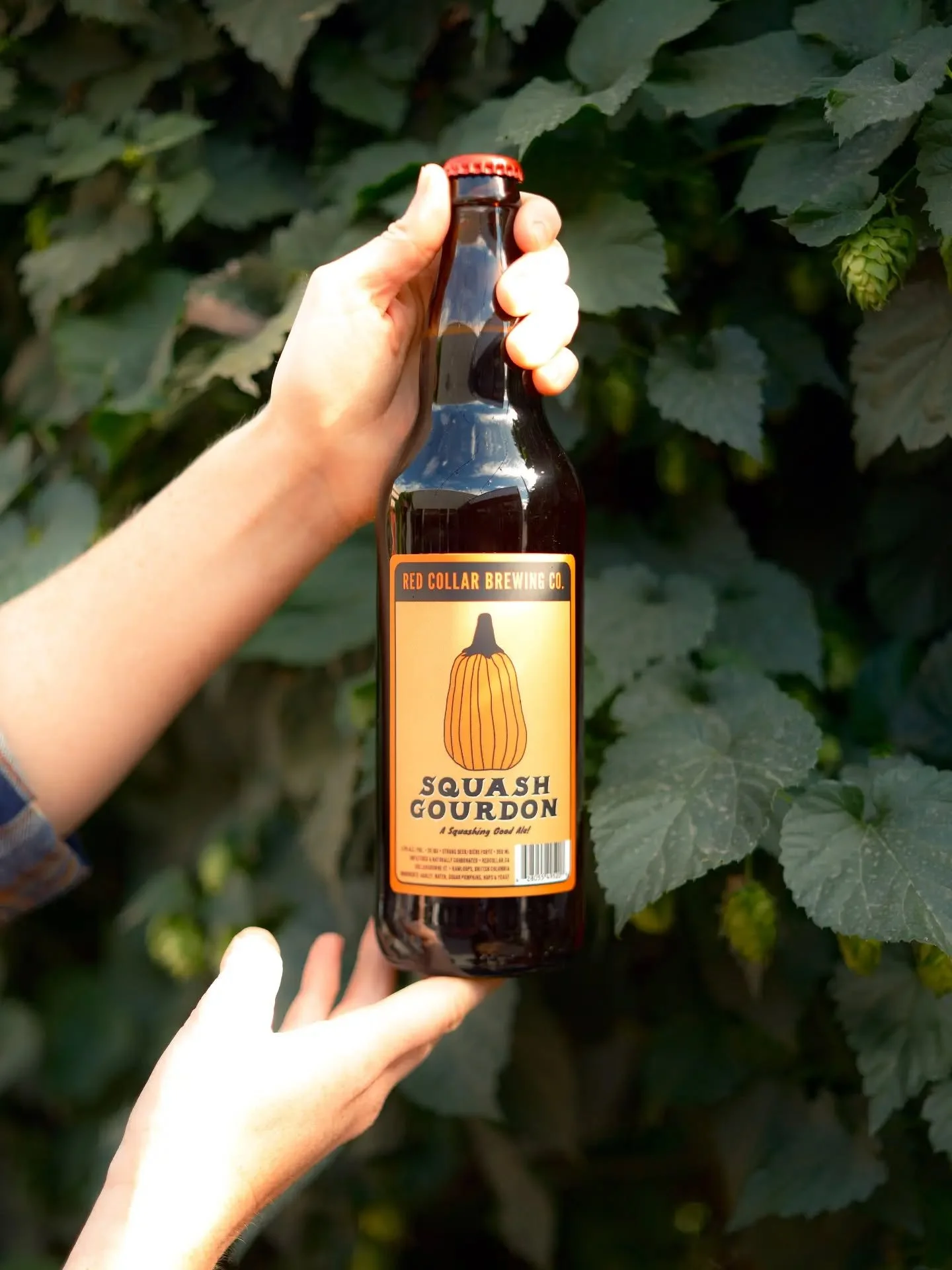 The Fall weather is really showing up this week, but luckily we have the perfect beer to match the vibes!

SQUASH GOURDON is now on tap and in bottles! 6.5% ABV | 20 IBU

Our favourite fall ale is back and better than ever. Featuring a beautiful dark