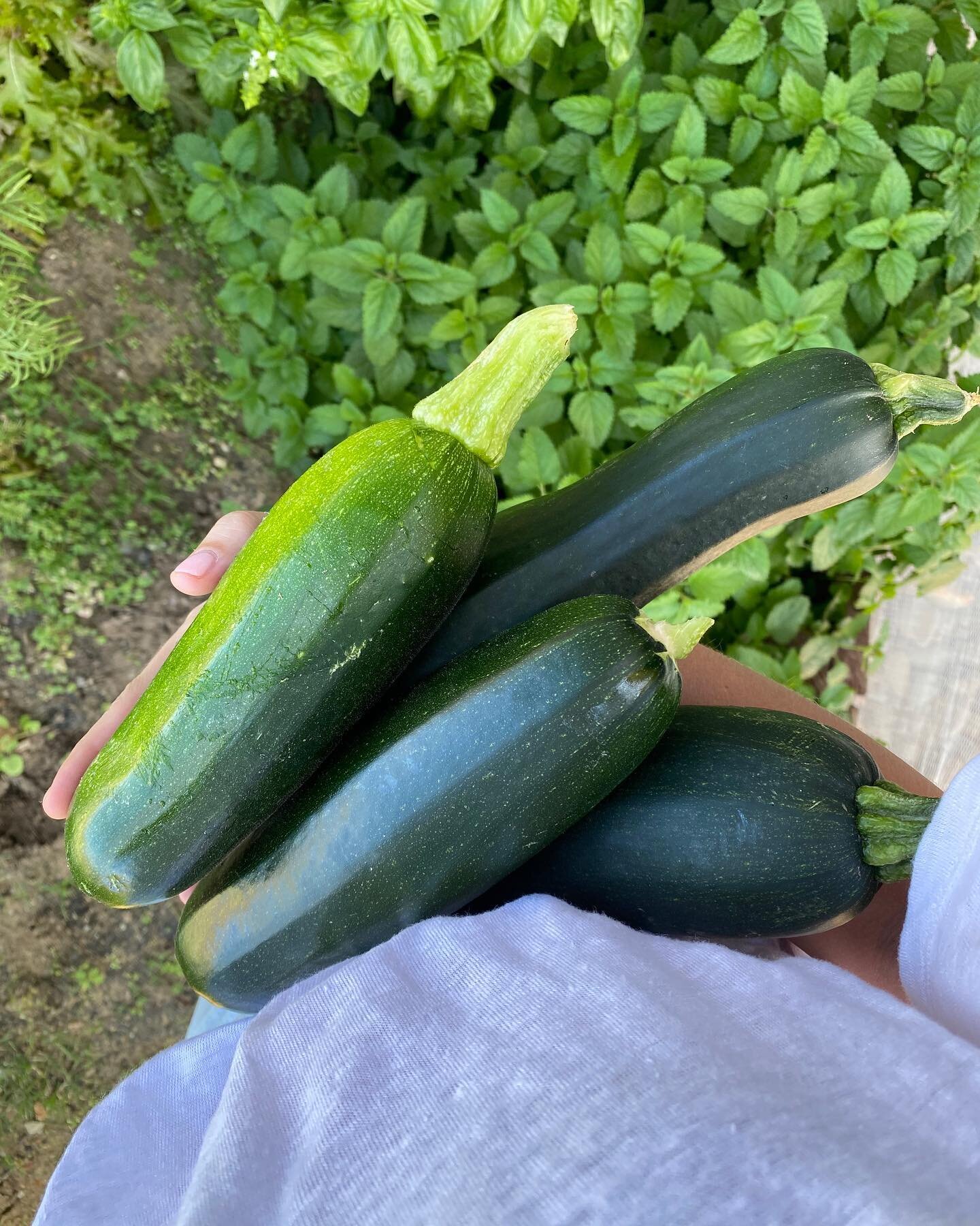 An arm full of zuchs! I&rsquo;m a pretty happy girl. The zoodles will be flowing, some slice will definitely be on the breaky menu next week and I think we&rsquo;ll be overflowing with @grownandgathered pickled zucchini by the time the season is out!
