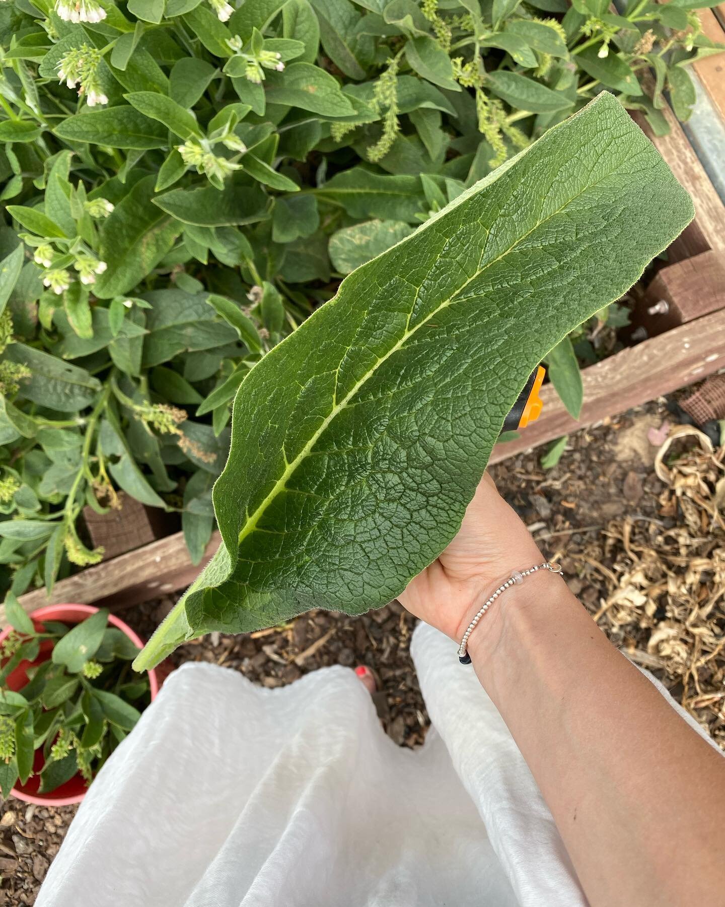 When the comfrey leaf is the size of your head 😍 Making a batch of fertiliser for the garden using just comfrey leaves and water at the moment, also have some infused oils on the go ready to make a muscle/sport recovery cream for @adrianbryan 💛