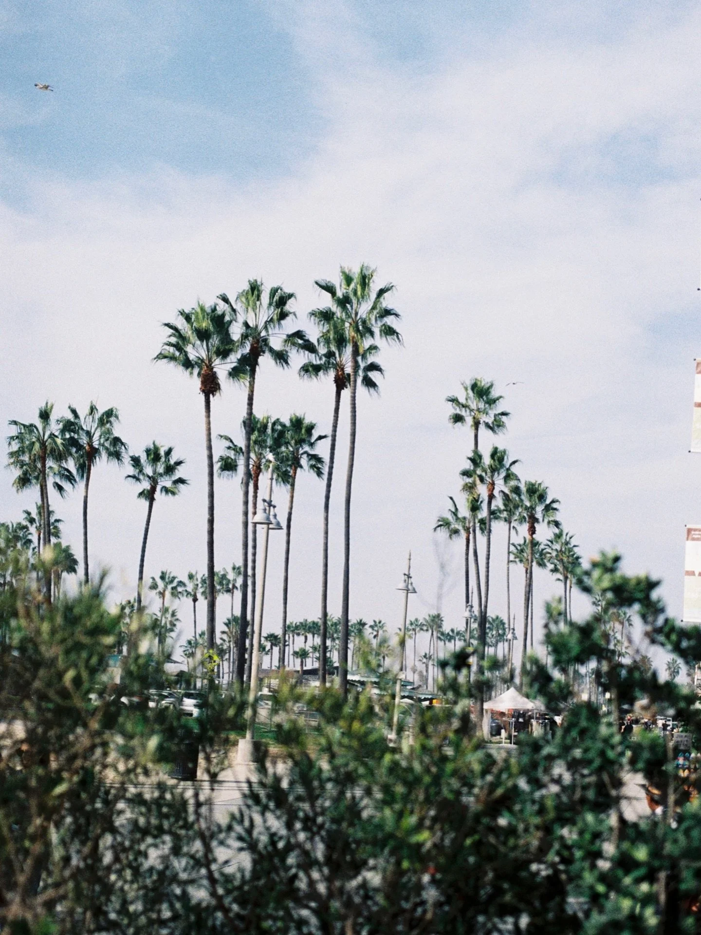 january postcard 🌞🌴 come dine with us this weekend x