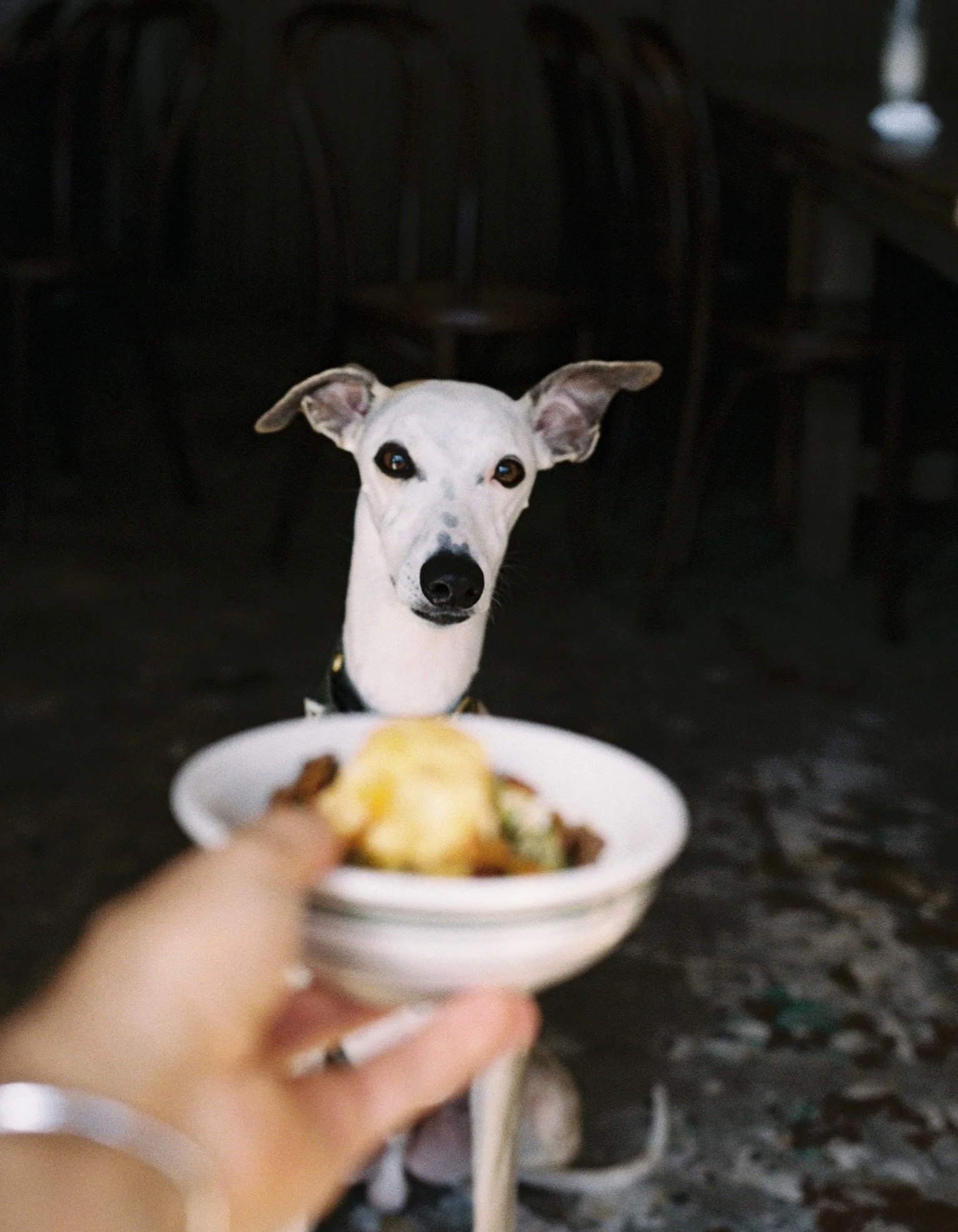 RSVP is now live for this friday, June 5 - Pup Menu Launch party - link in bio 🐾🐾🐾 

@wagsandwalks 
@churropapiiii 
@mayshmoreno