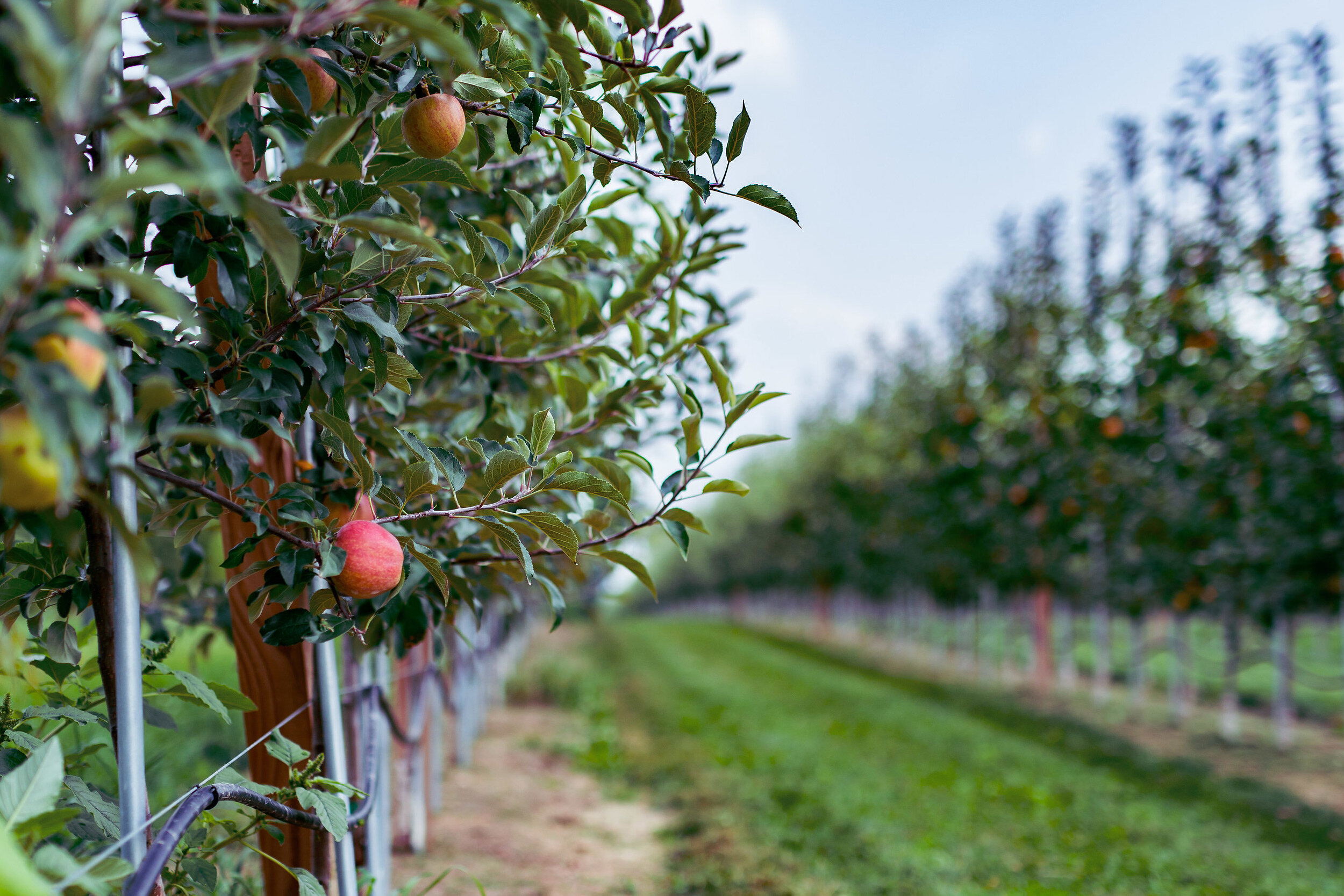 Edwards Apple Orchard