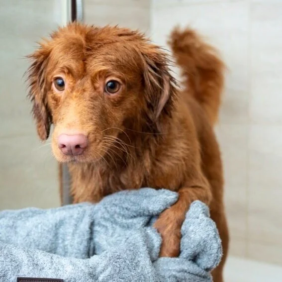 emerald city dog spa