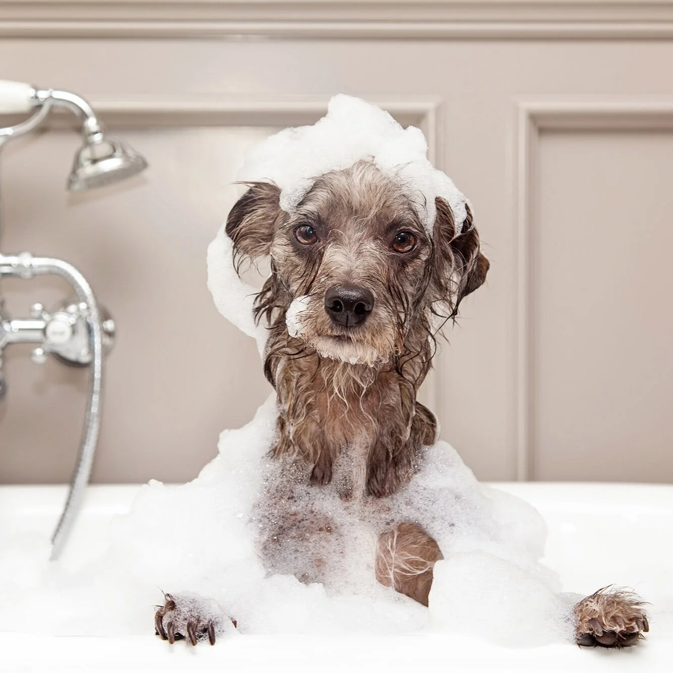 emerald city dog spa