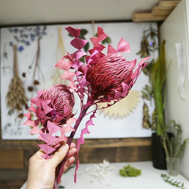 Mmm Mmm.  Check out these beauties.  Protea flowers preserve SO WELL.