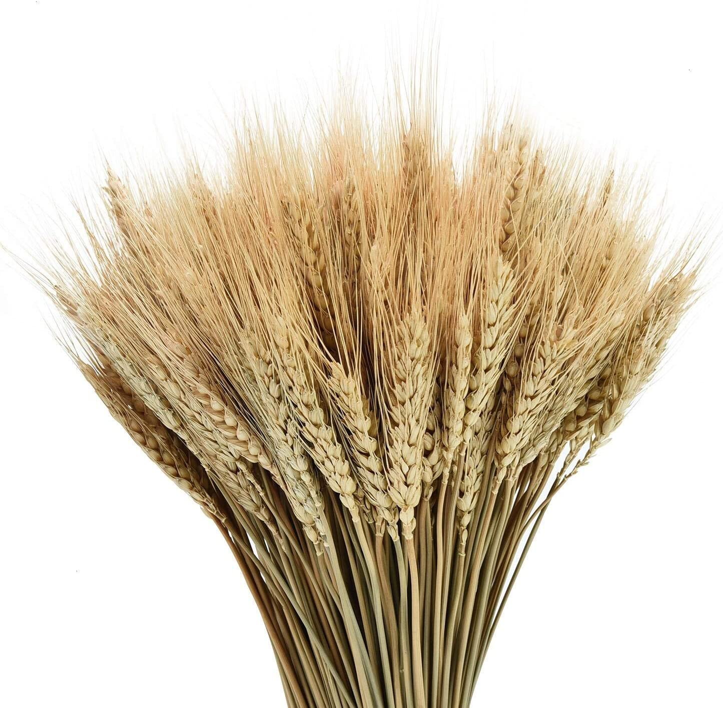 wheat.jpg