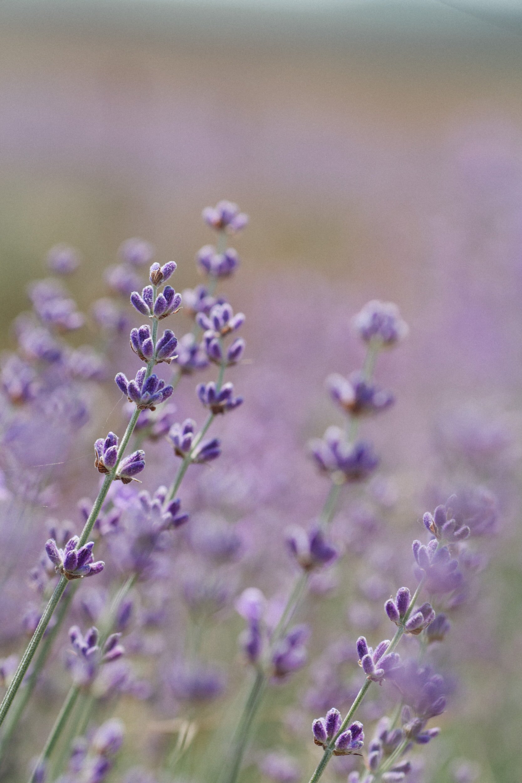 Greeting Plants for Grief