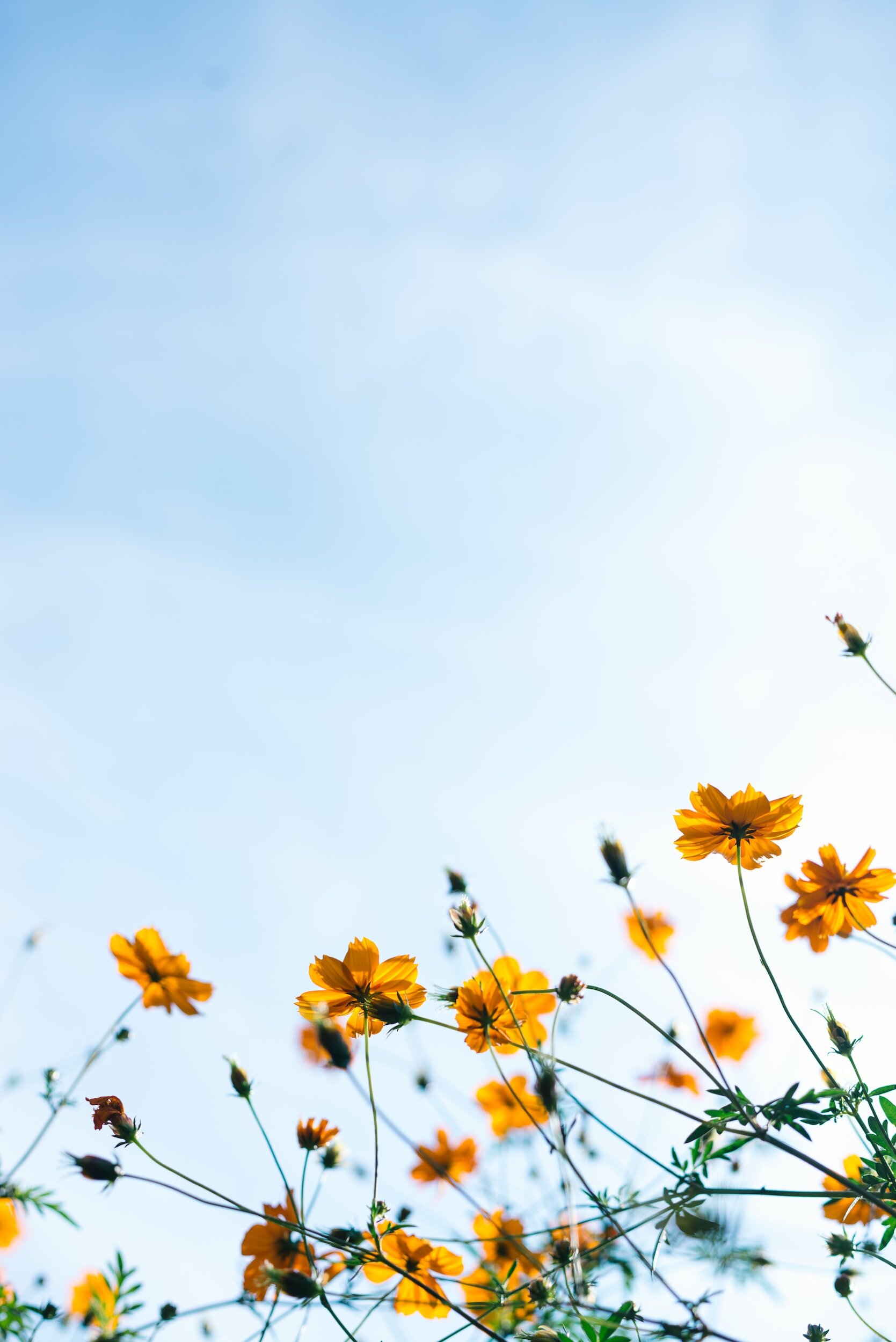 Flower Essences