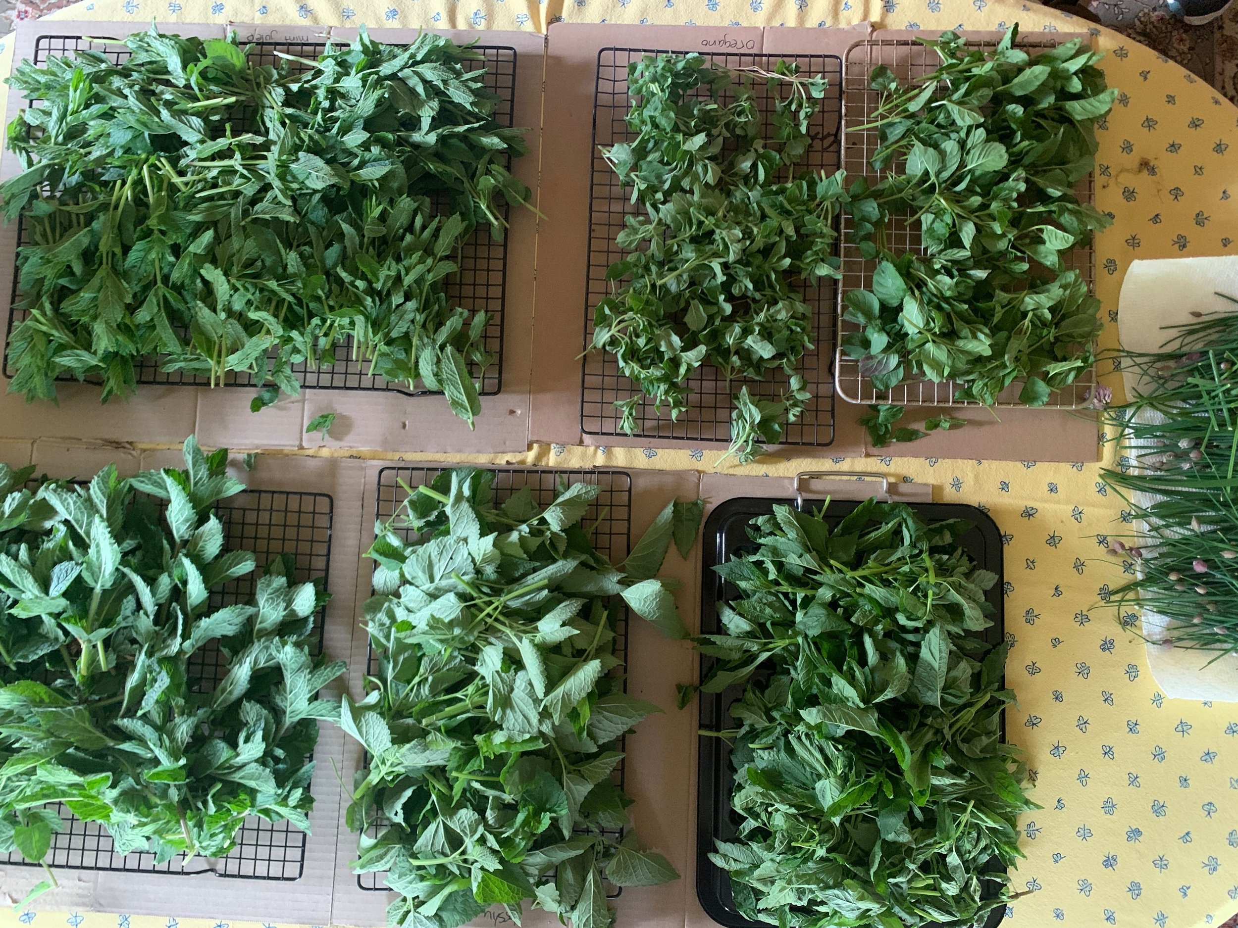 Make Your Own Tea from the Garden