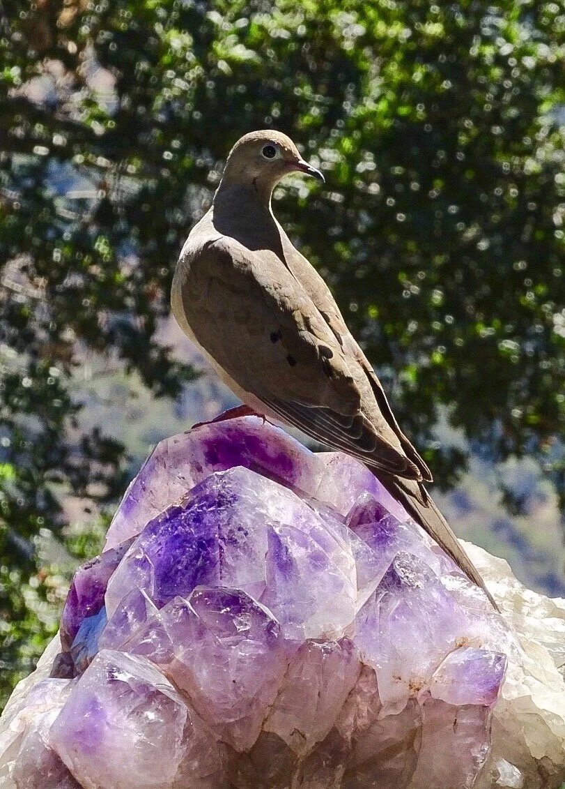 Peter Asco’s photograph, Dove &amp; Amethyst and poem, The Enlightened,&nbsp;were inspired by the accomplished Ruth Bader Ginsburg. Peter lives in California.The EnlightenedWhen the soft lands on the hard A change has taken place Harmony is at hand …