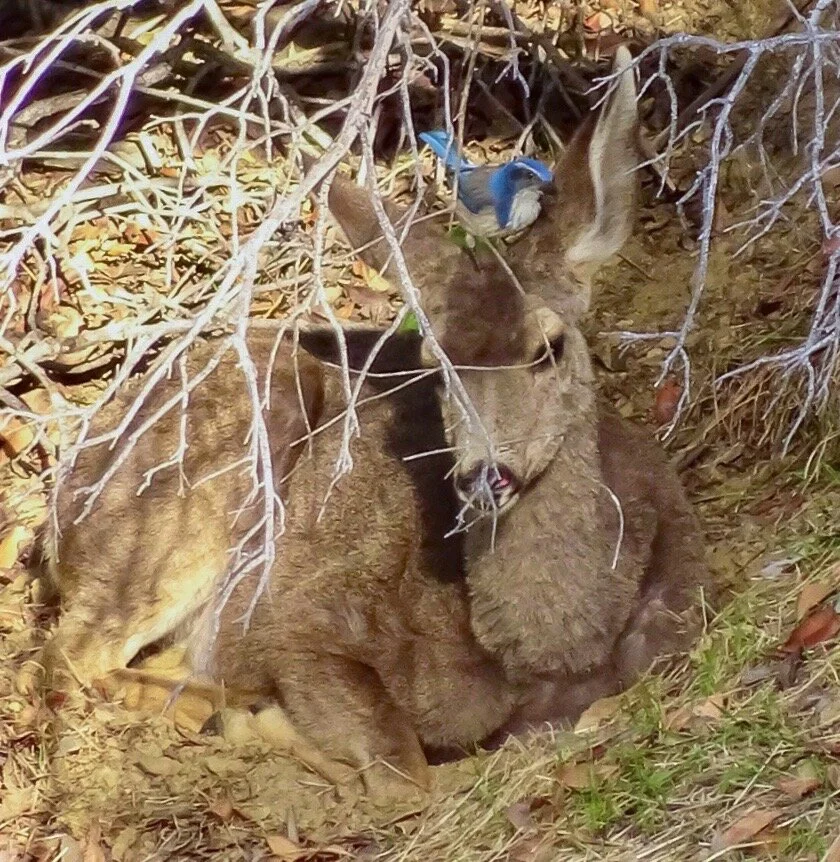 Mula Deer & Scrub Jay.jpeg