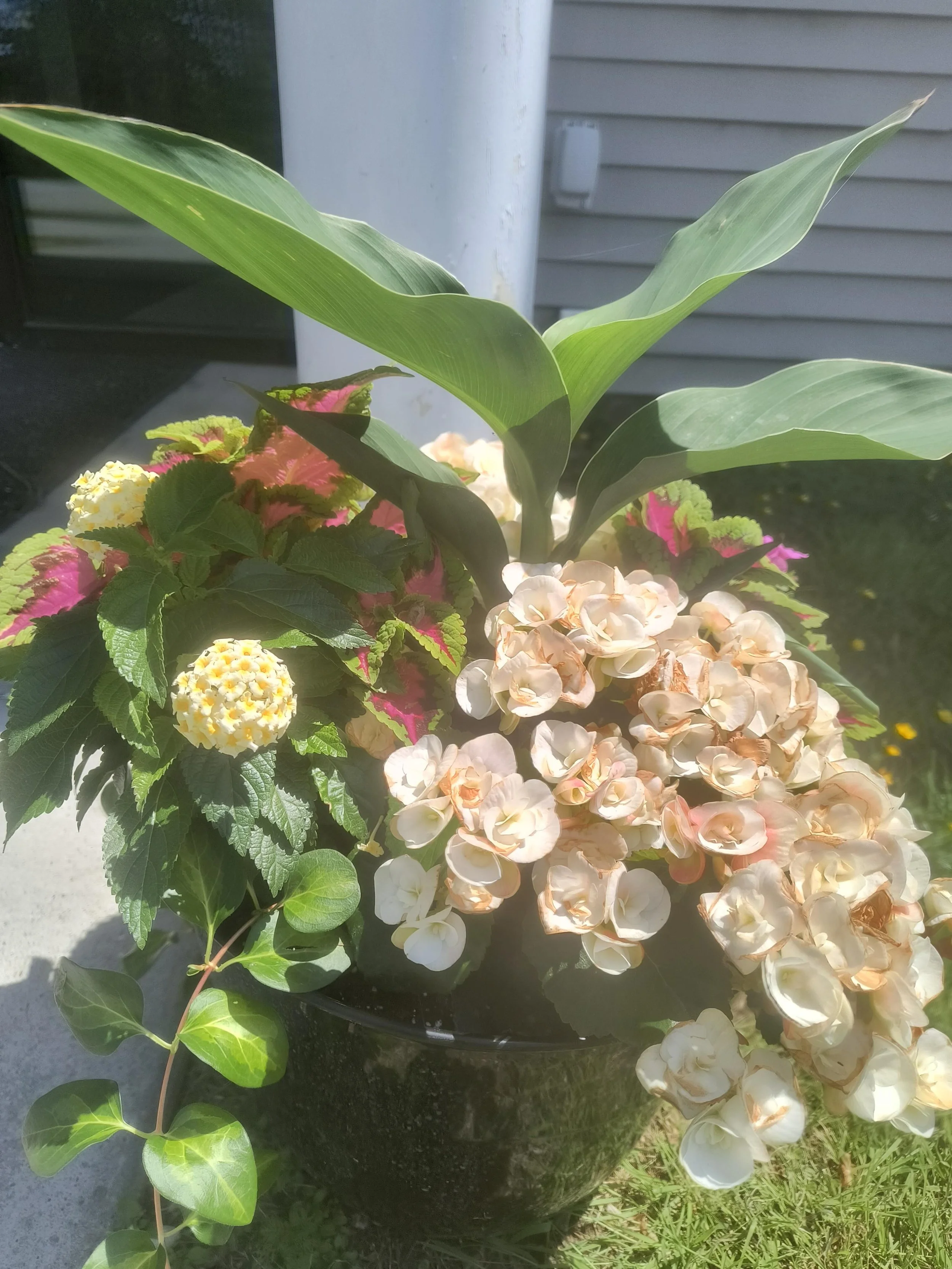 Sending our heartfelt thanks to Holly Catlin, who has once again beautified HOPE&rsquo;s entryways with gorgeous planters. Holly has loyally carried on her father-in-law, Dick Catlin&rsquo;s tradition of decorating seasonal planters for HOPE. It brig
