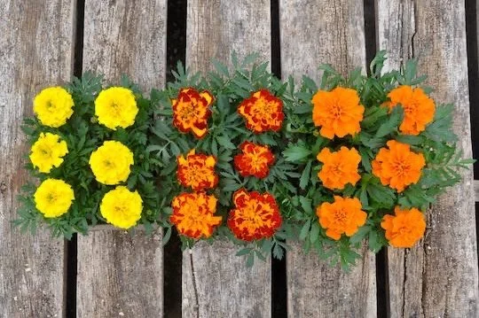 This weekend, Golden Russet Farm in Shoreham will be generously donating 10% of their sales to HOPE! Please consider supporting this wonderful local business and HOPE at the same time. Golden Russet Farm has an amazing assortment of vegetable starts,