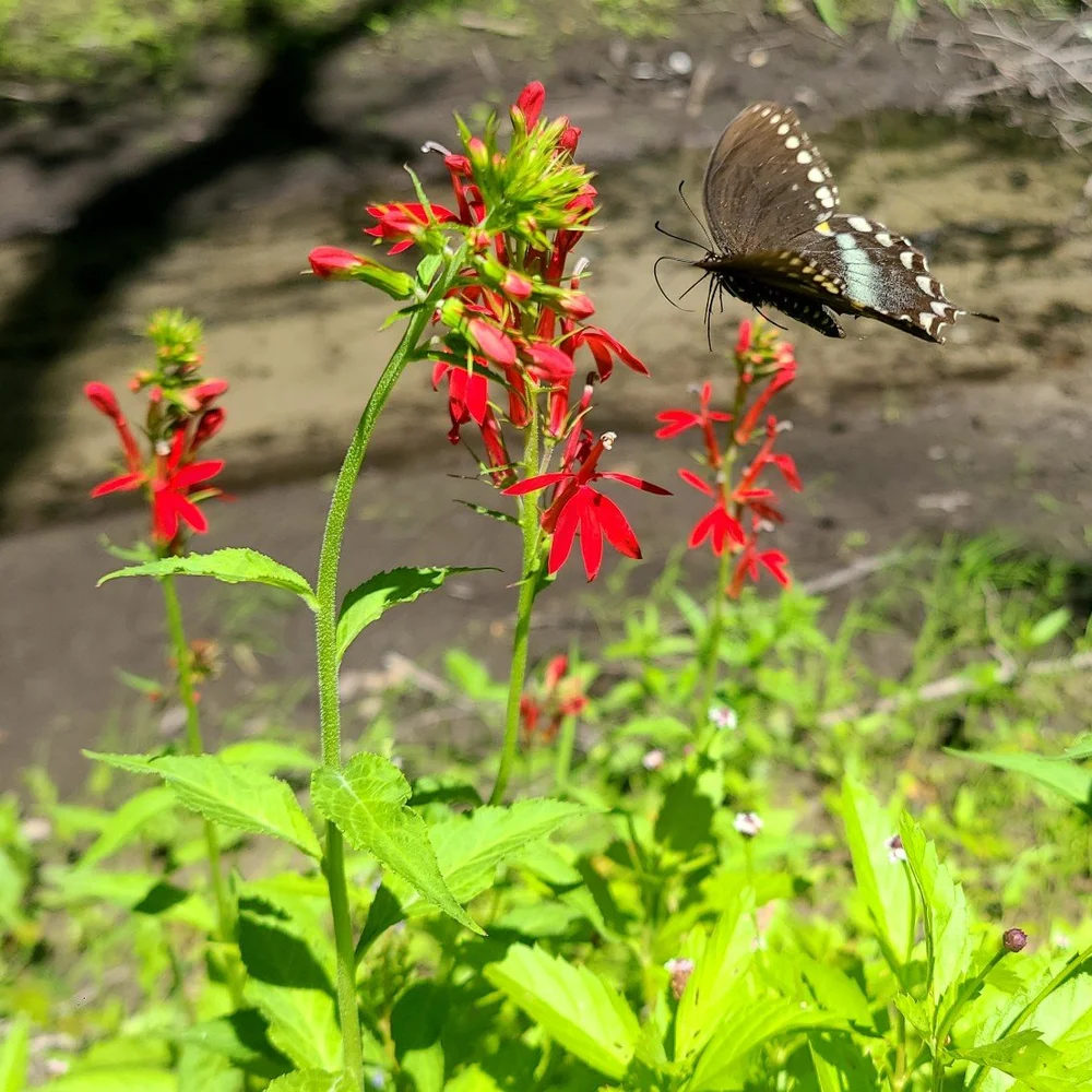 Cardinal Flower Hummingbird