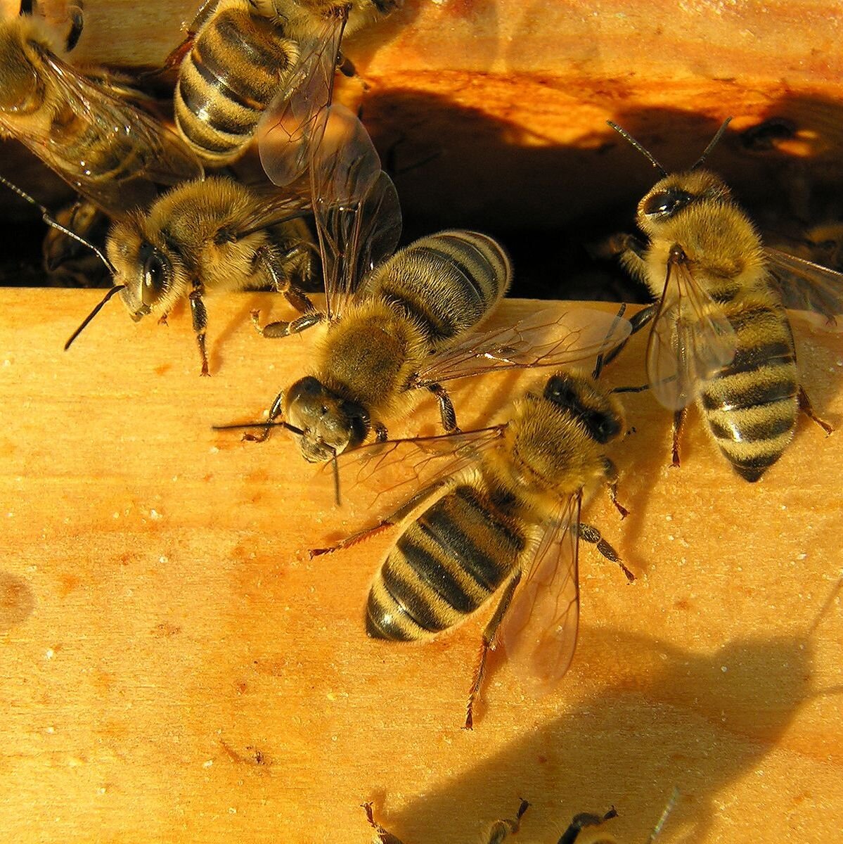 Looking forward to bees in your garden and fresh honey? It's time to order your bee package. $180, pickup in store mid-April. Give us a call (541) 485-3276 or come by to place your order with $100 deposit. 🐝