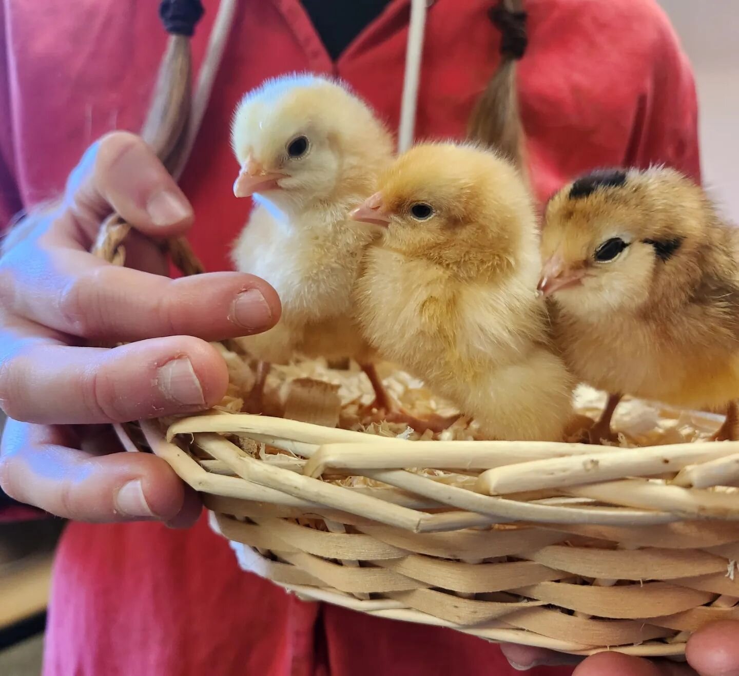 Chicks are here! Buff Orpingtons, Easter Eggers, and New Hampshire Reds. We also have seed potatoes! Spring has sprung, come on down! 🐣🌱🥔