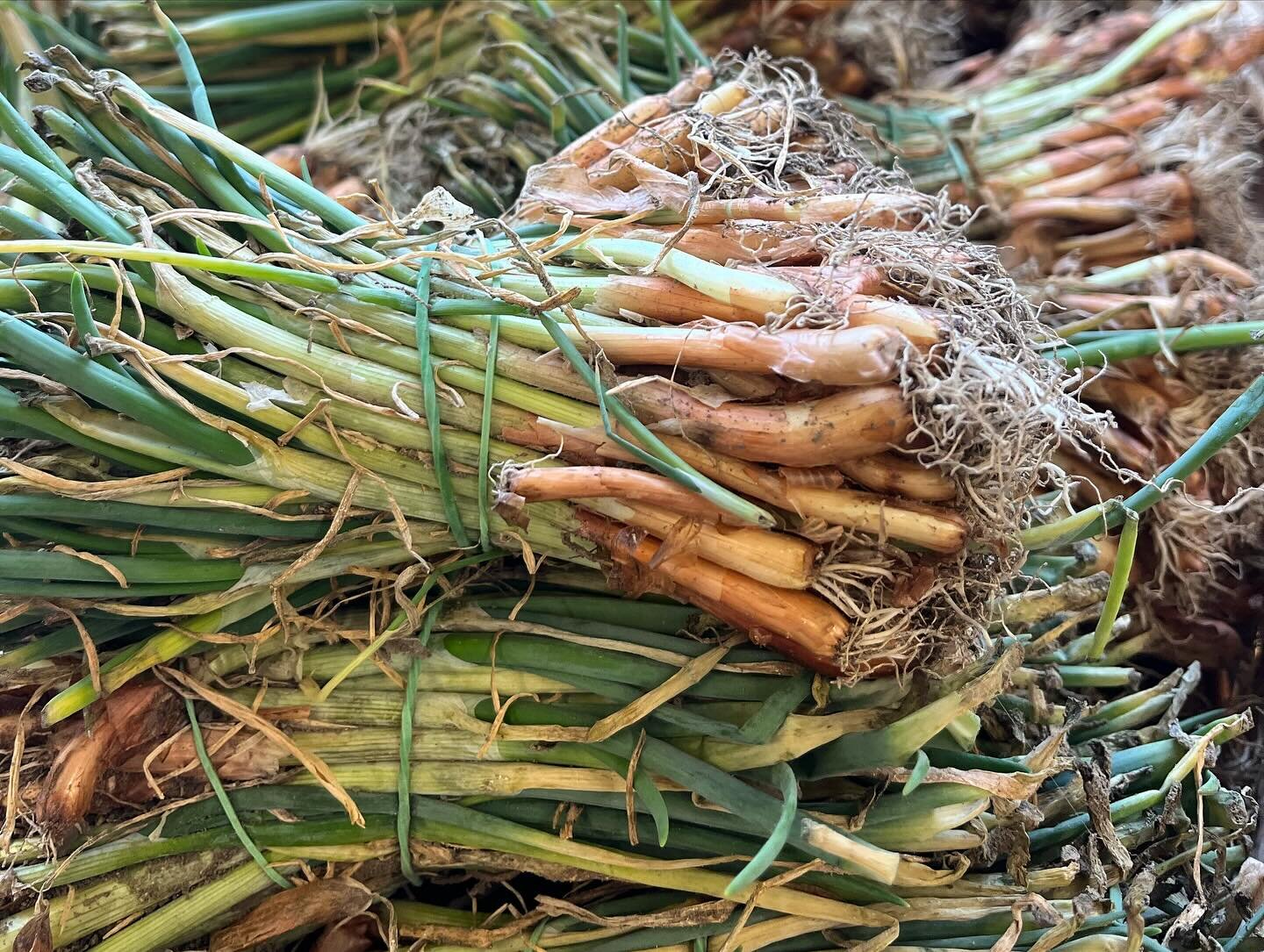 We have onion bunches! 🧅🌱 $6.99 per bunch