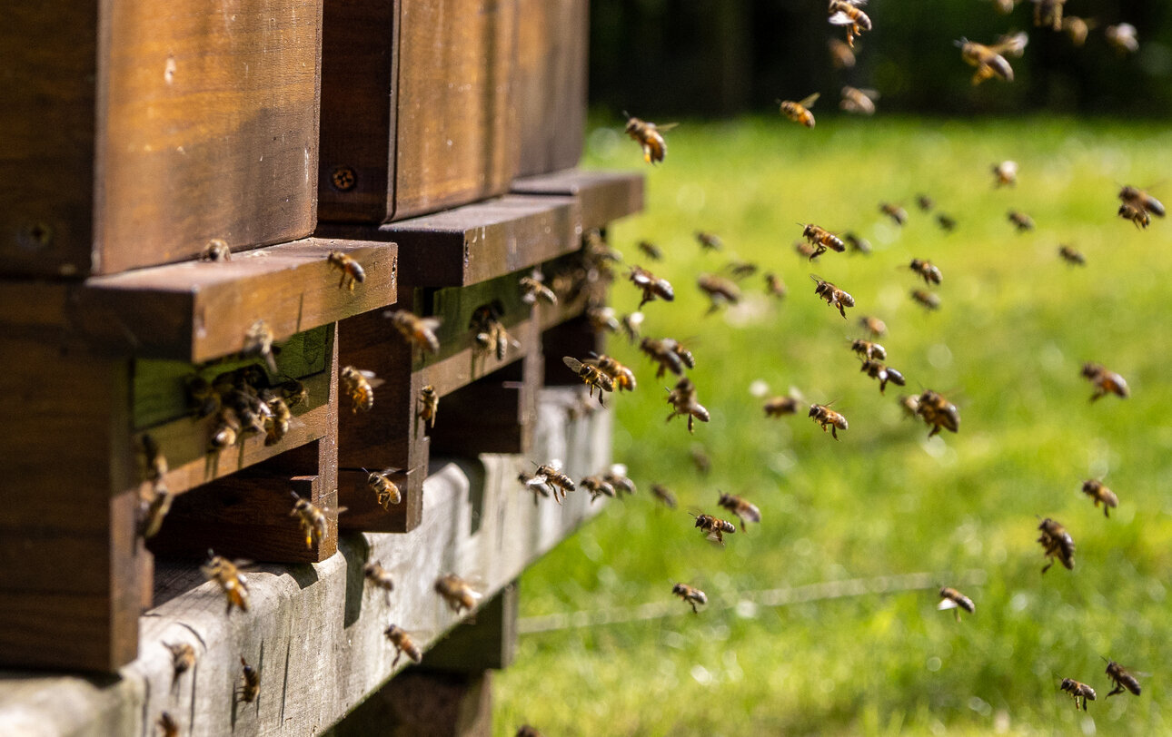 Great for gardens: an active, healthy hive with #bees pollinating flowers and making sweet honey.  Order your bee package through the end of March. $180, pickup in store mid-April. Give us a call (541) 485-3276 or come by to place your order with $10