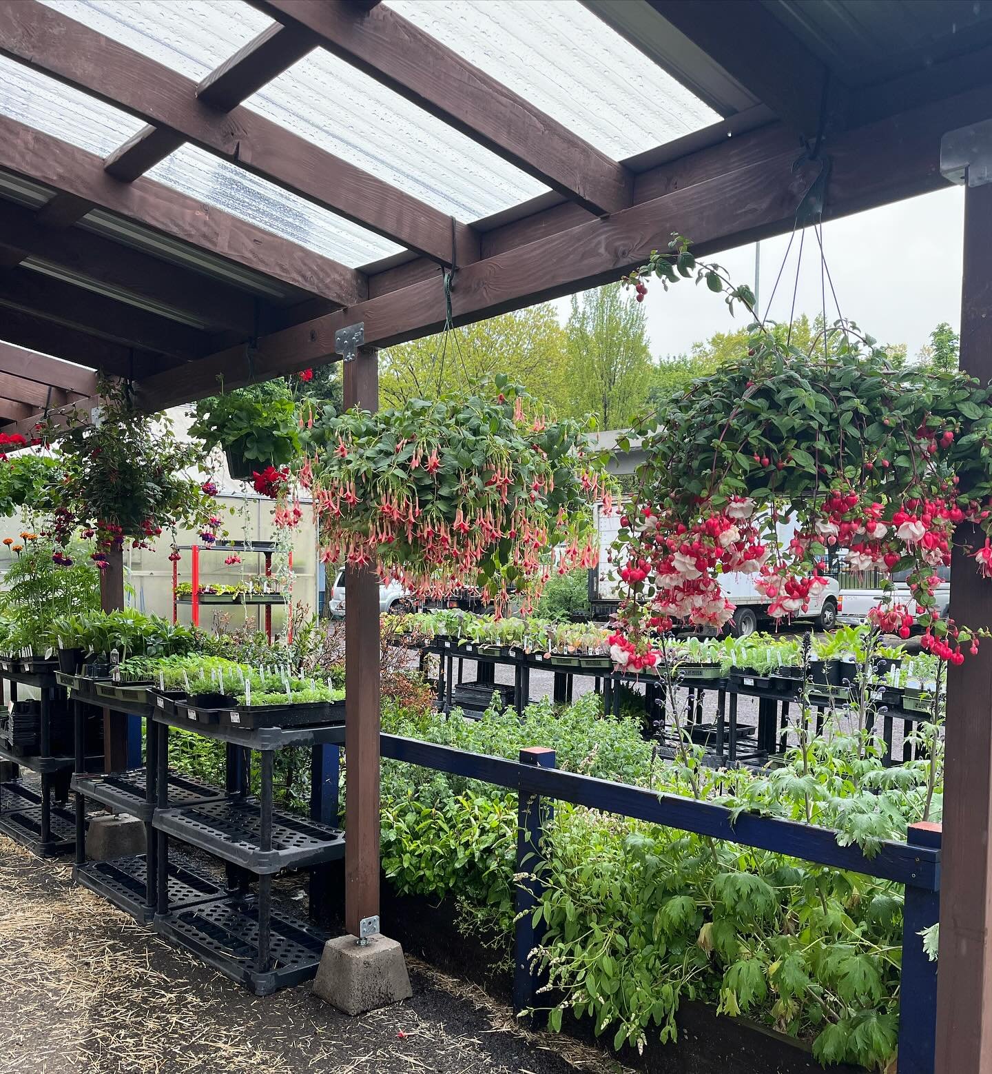 We&rsquo;ve got some really cool new hanging baskets and dye plants from @sunnysidesams ! Also, tomatoes, peppers, cucumbers, more in the greenhouse waiting for the good weather coming next week.