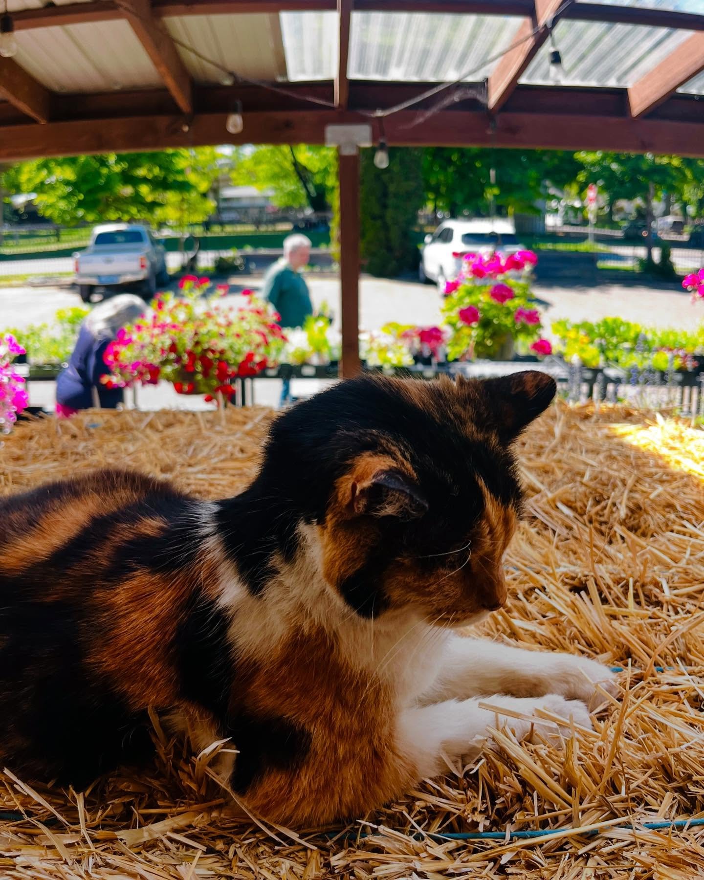 ~May~ we brag a little about our plant cat-alog? 
🙀🪴😻

We&rsquo;ve got in a whole host of garden gamechangers including cool cucurbits of all kinds (including the kooky coco melons and powerhouse Mighty Matos), petite &amp; wondrous native flowers