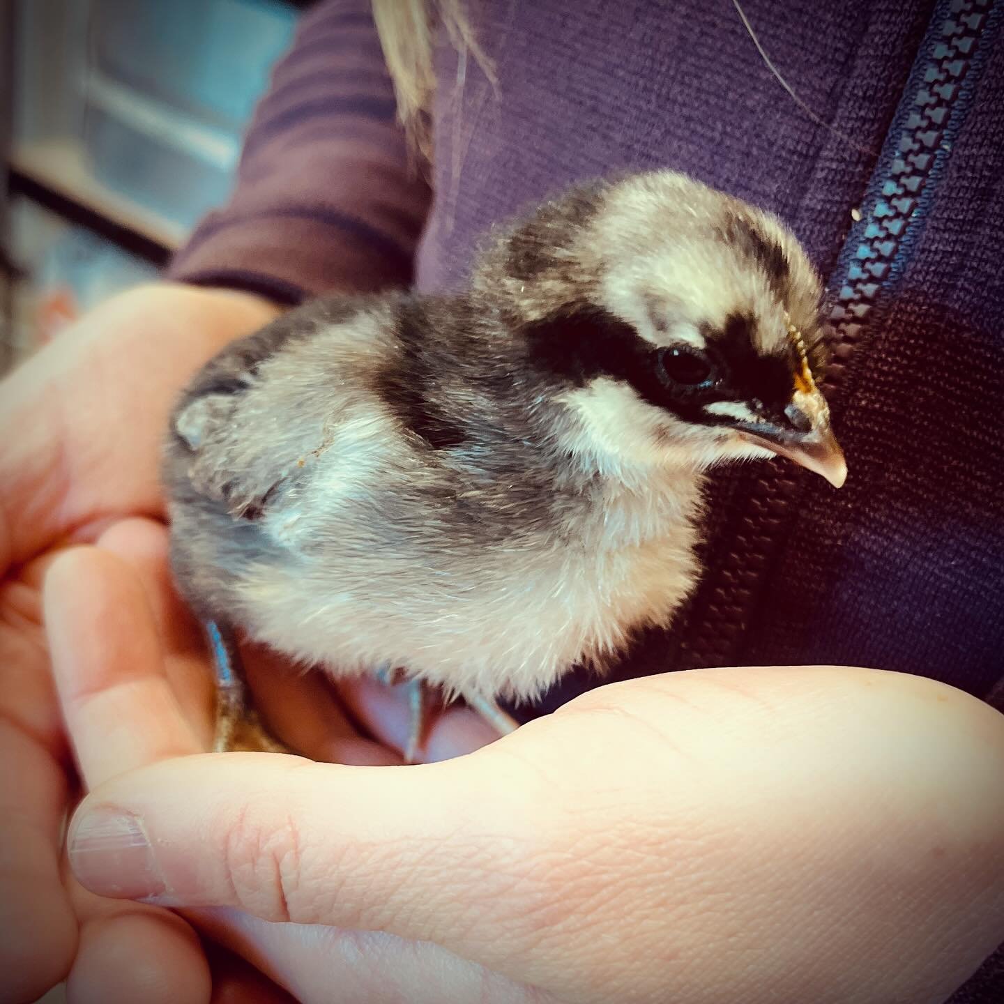 For the first time this crazy chick season, the peeps didn&rsquo;t sell out within the first hour or so! 🤯😲🫨

Which means we still have (in photo order)&hellip;
Blue Andalusians 🫐
Cuckoo Marans 🐦&zwj;⬛
Buff Orpingtons 💪
Black Jerseys 🐧
Sapphir