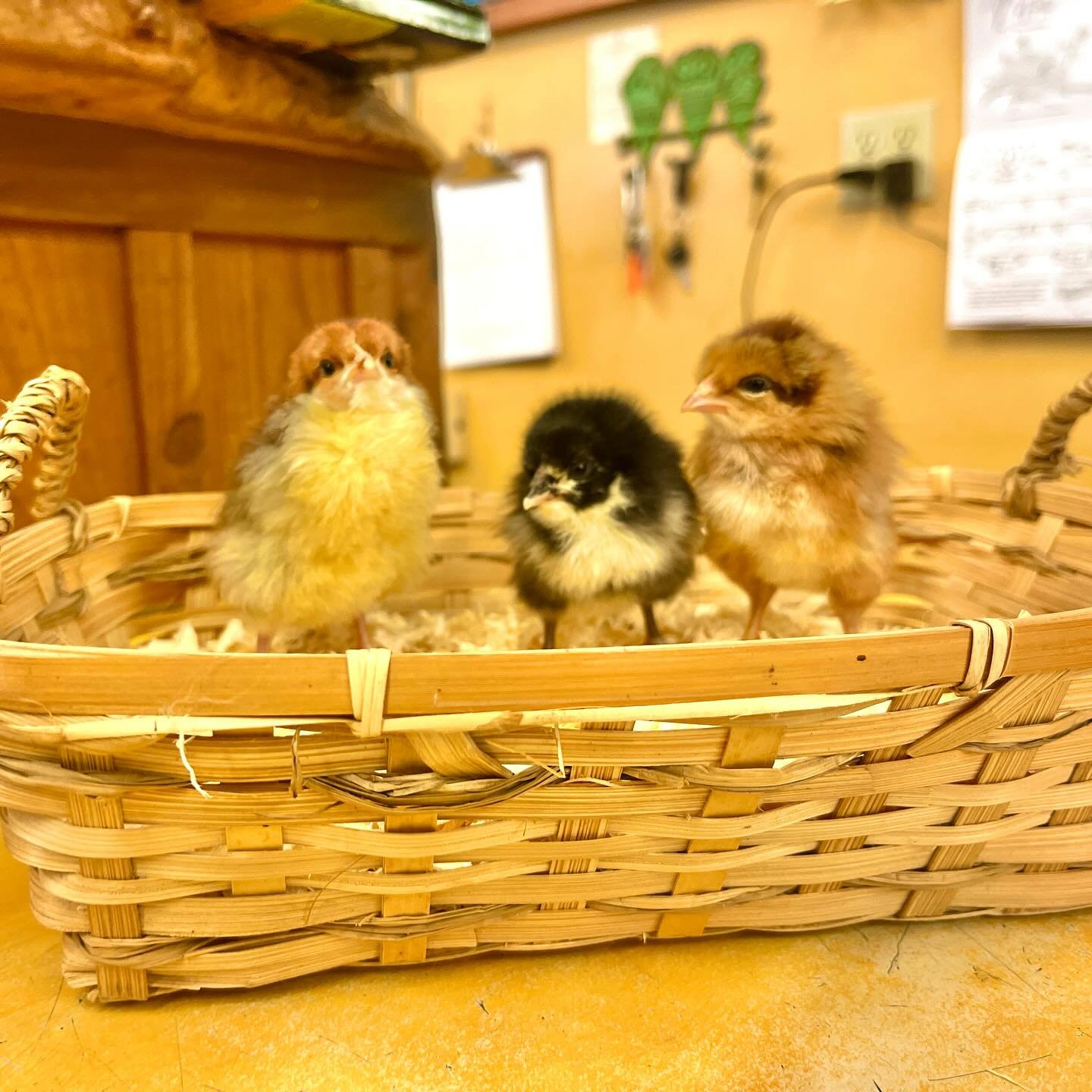 Just in! Brand new chirpers, cheep cheep! &ndash;&ndash; $5 a fuzzball 🐣

Get yours while lil guys last:
Welsummers, Black Austrolorps, &amp; Speckled Sussex&hellip; no limit. 

Not to mention our 2-week olds are still frolicking for a home flock (C