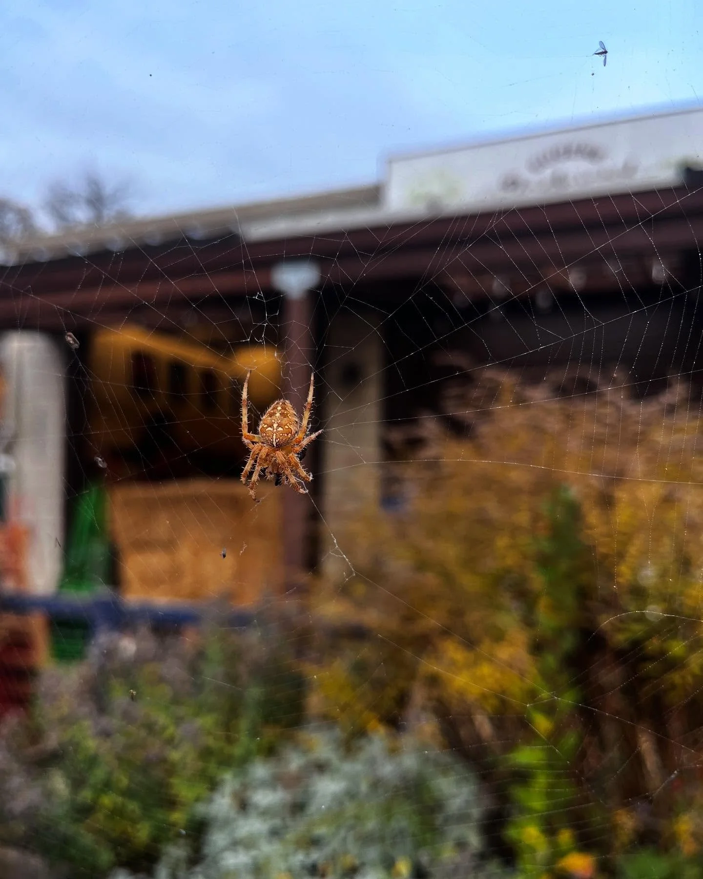 Cobwebs starting to grow on your gardening goods? 🕸️🪏🕸️
 
Brush away the inertia of rainy days &amp; refresh your stock while it&rsquo;s not yet thermals season. 🥶

Here&rsquo;s some helpful tools for end-of-season tasks that you might not know B