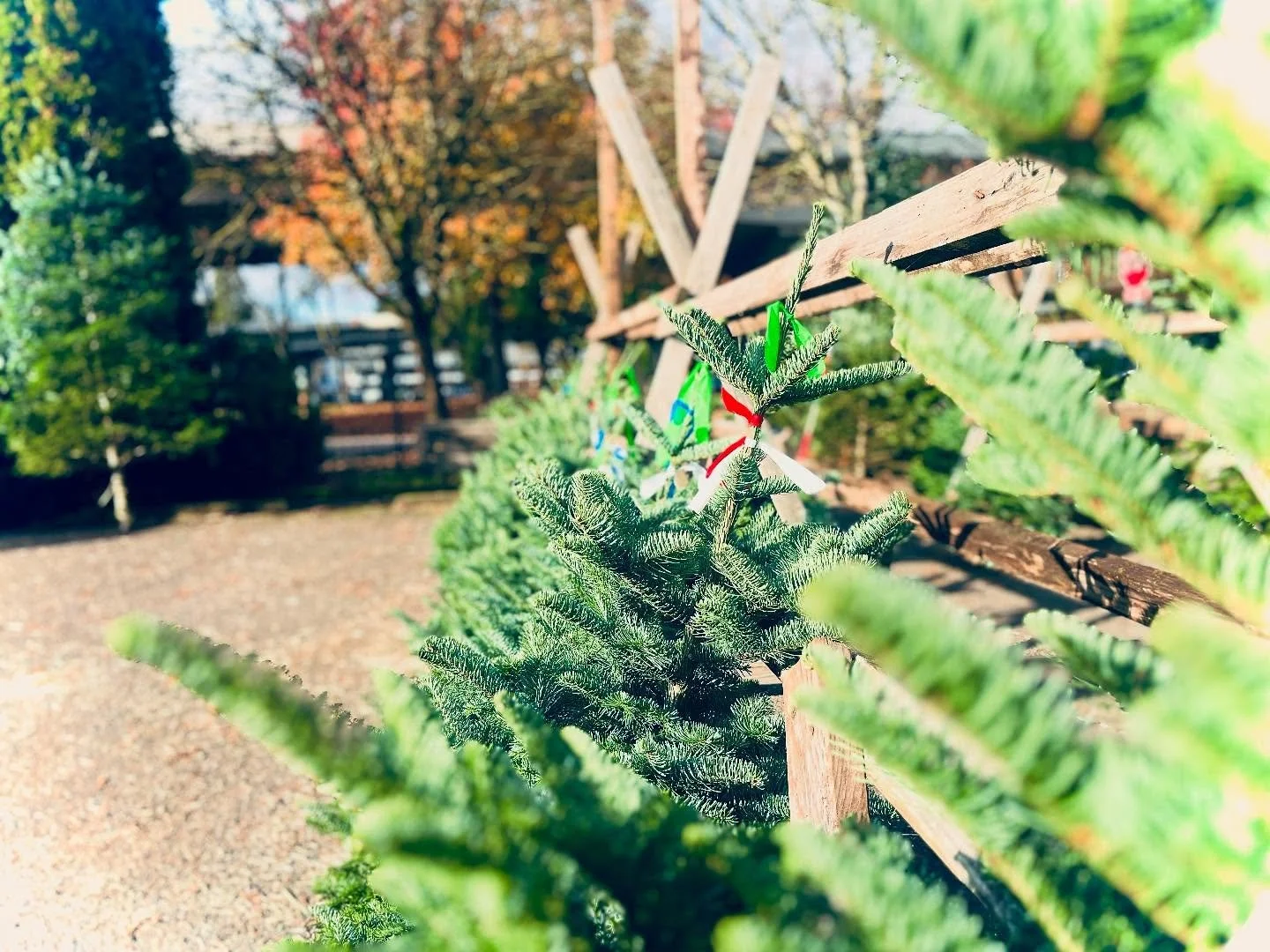 We know, you haven&rsquo;t even gobble gobbled 🦃 your cranberry jam, yams, and tryptophan yet, but hark! 📯 

Our locally-grown 🌲Christmas trees🌲 are in the lot, including plenty in the popular tinier sizes.

$12/foot! 
🦃
🩰

(and wreaths $35)