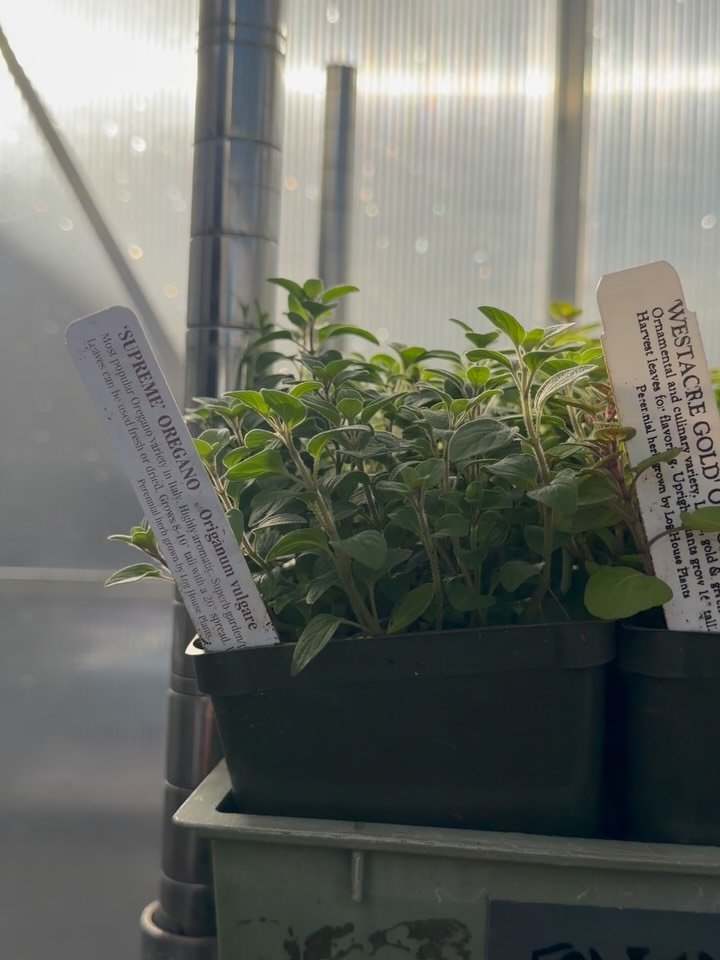 We know it&rsquo;s not your typical planting season, but Log House Plants that we&rsquo;re pretty excited about! There is a great selection of a variety oh herbs (my favorite: Orange Bergamot mint), berries including Marionberry and Olallie berry, mu