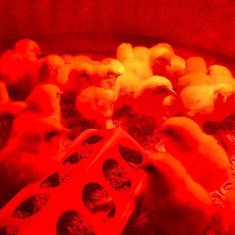 Chicks start arriving mid-Feb! Plan your flock - breeds and arrival dates are posted on our website. 🗓️ 
New breeds delivered near-weekly. Link to calendar in bio. #backyardchickens #fresheggsdaily #lovemychickens