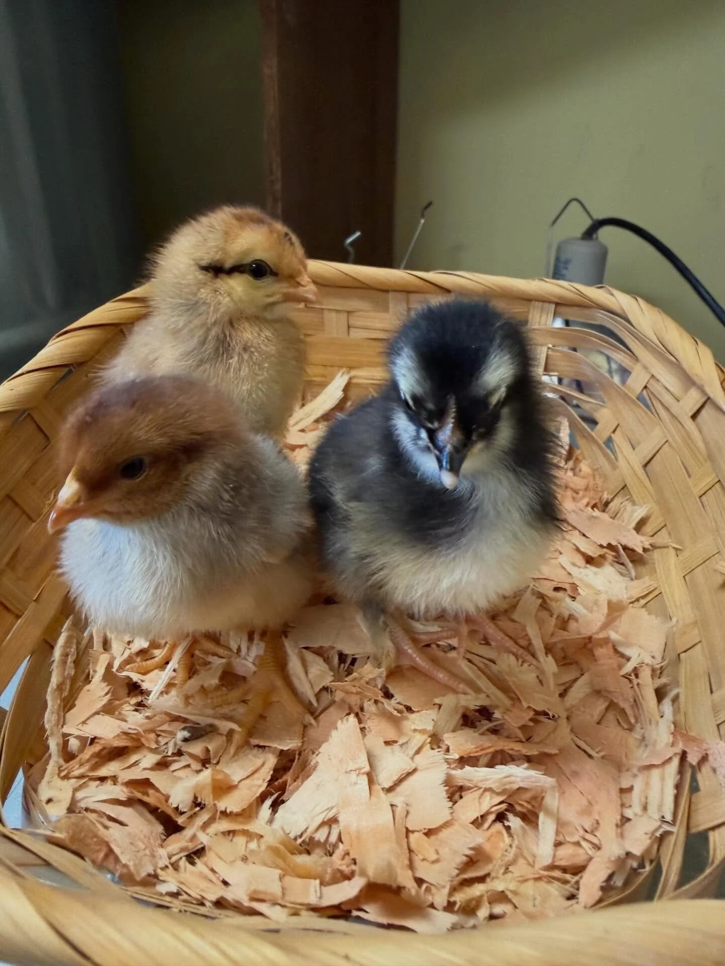 Chick season is here! We have French Black Copper Maran, Americana, and Production Blue chicks currently and more chicks coming next week!