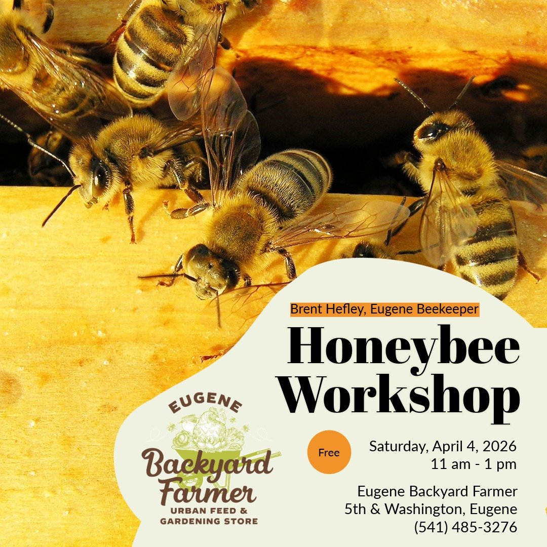 Free bee workshop lead by Brent Hefley of @planbeeseugene will be hosted at our store on Saturday, April 4 from 11am - 1pm! He will be going over the basics of setting up a hive and going over the various equipment needed, as well as setting aside ti