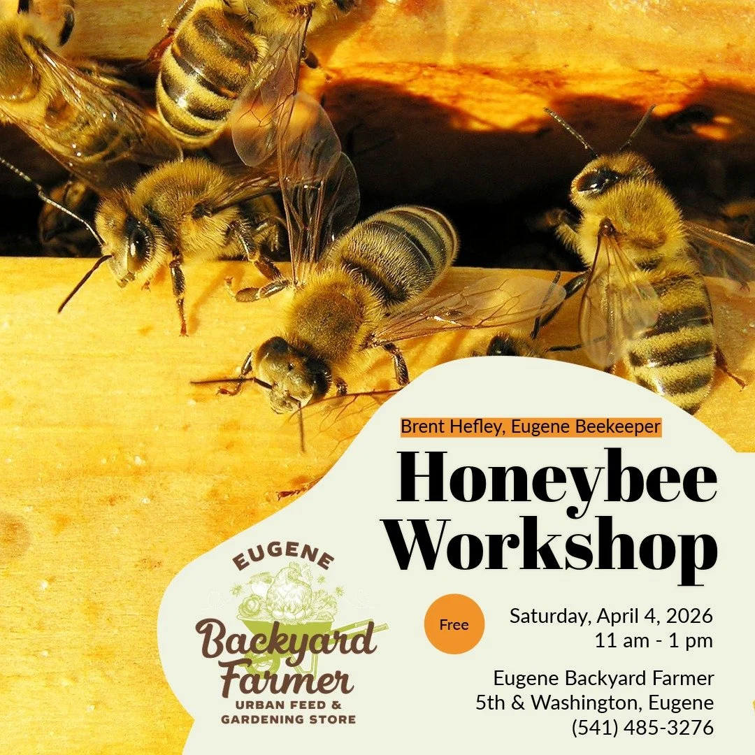 Free bee workshop lead by Brent Hefley of @planbeeseugene will be hosted at our store on Saturday, April 4 from 11am - 1pm! He will be going over the basics of setting up a hive and going over the various equipment needed, as well as setting aside ti