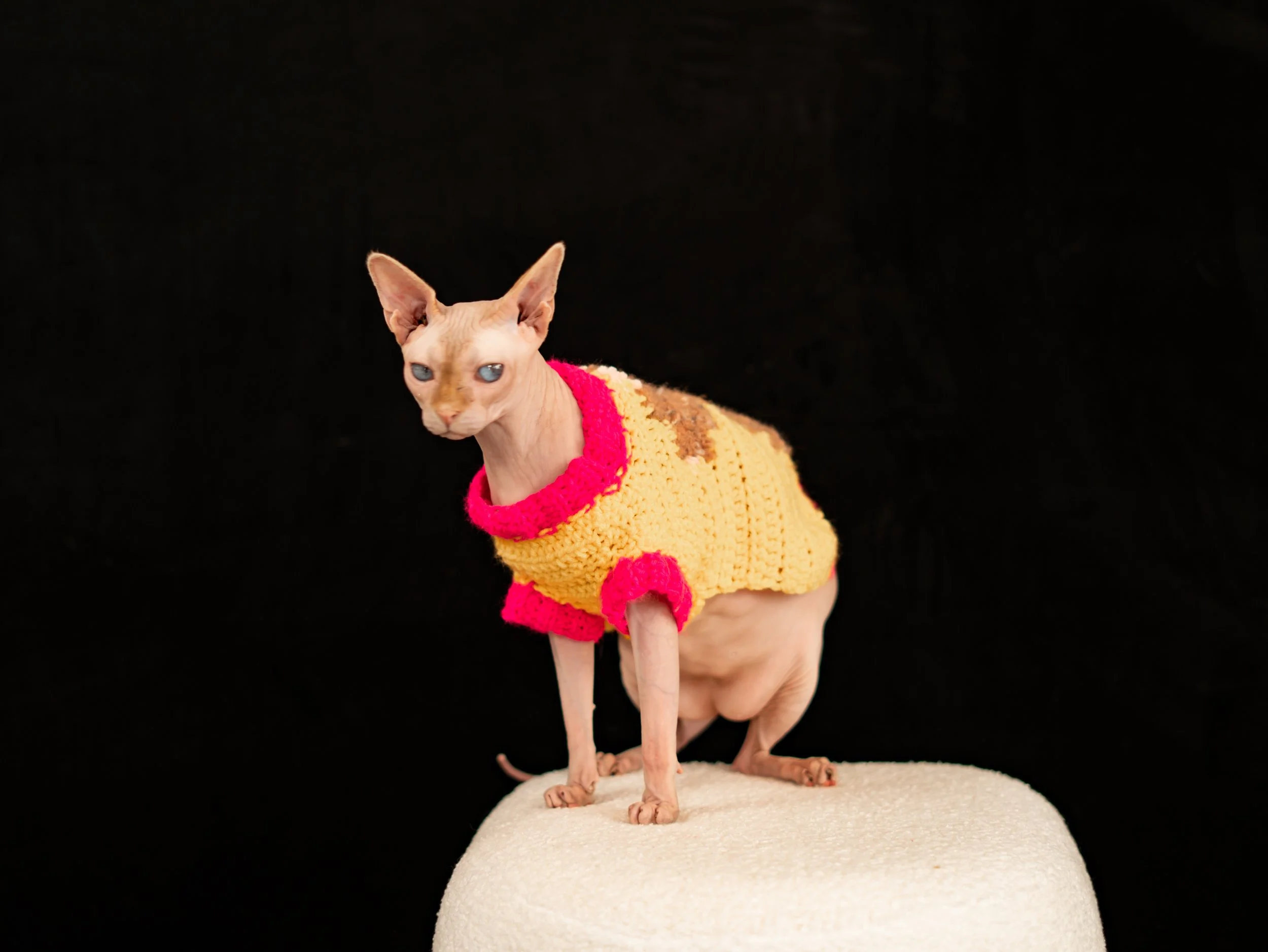 rat graphic on sweater for pets pattern