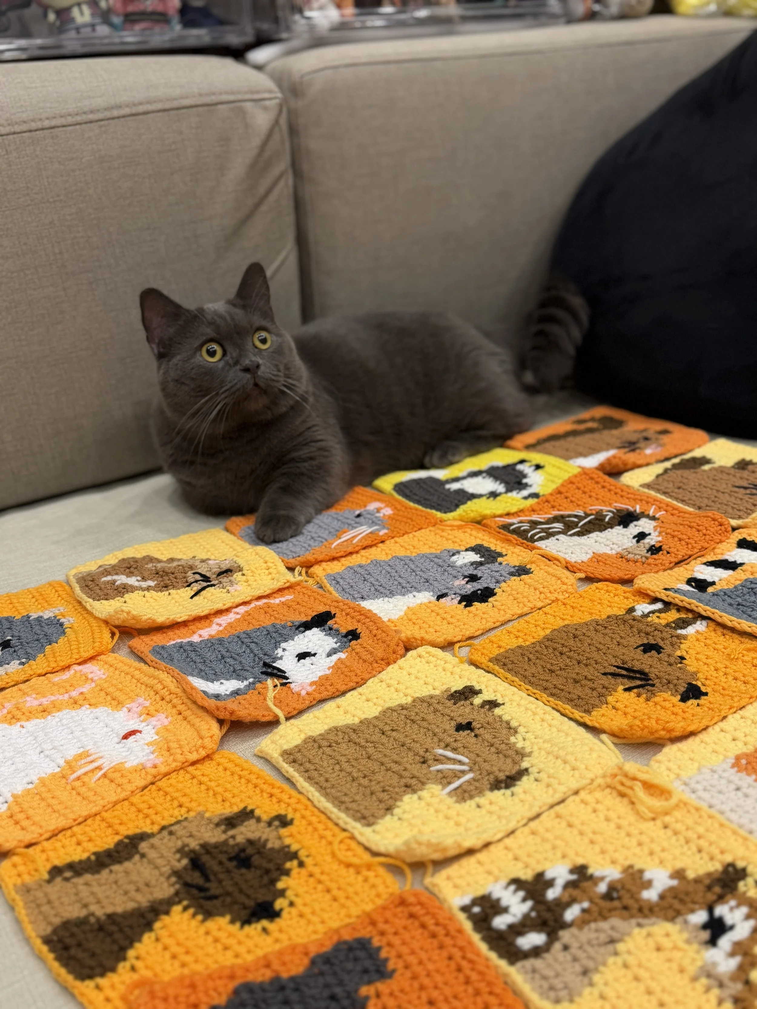 aw, cats! IG @iyu0421