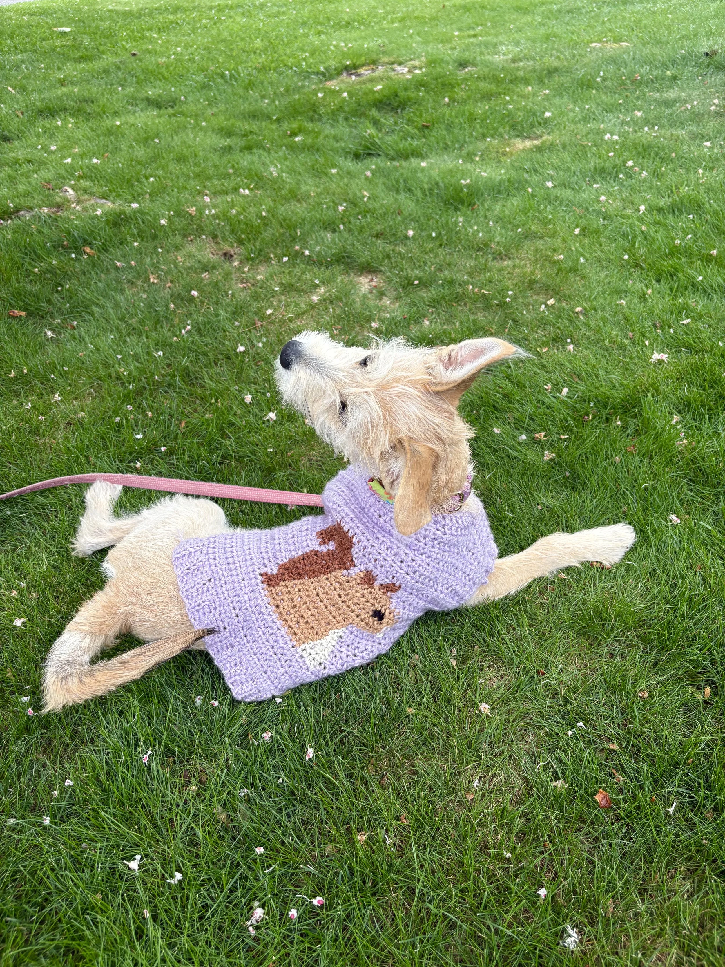 squirrel on "sweater for pets" pattern