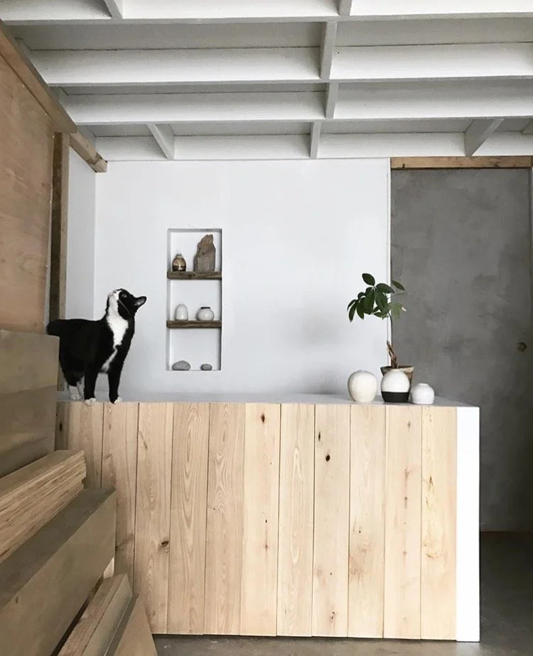A black and white dog standing on a wooden ledge inside a modern, minimalist room with wooden and concrete walls, white ceiling beams, and decorative vases and a plant on a white countertop.