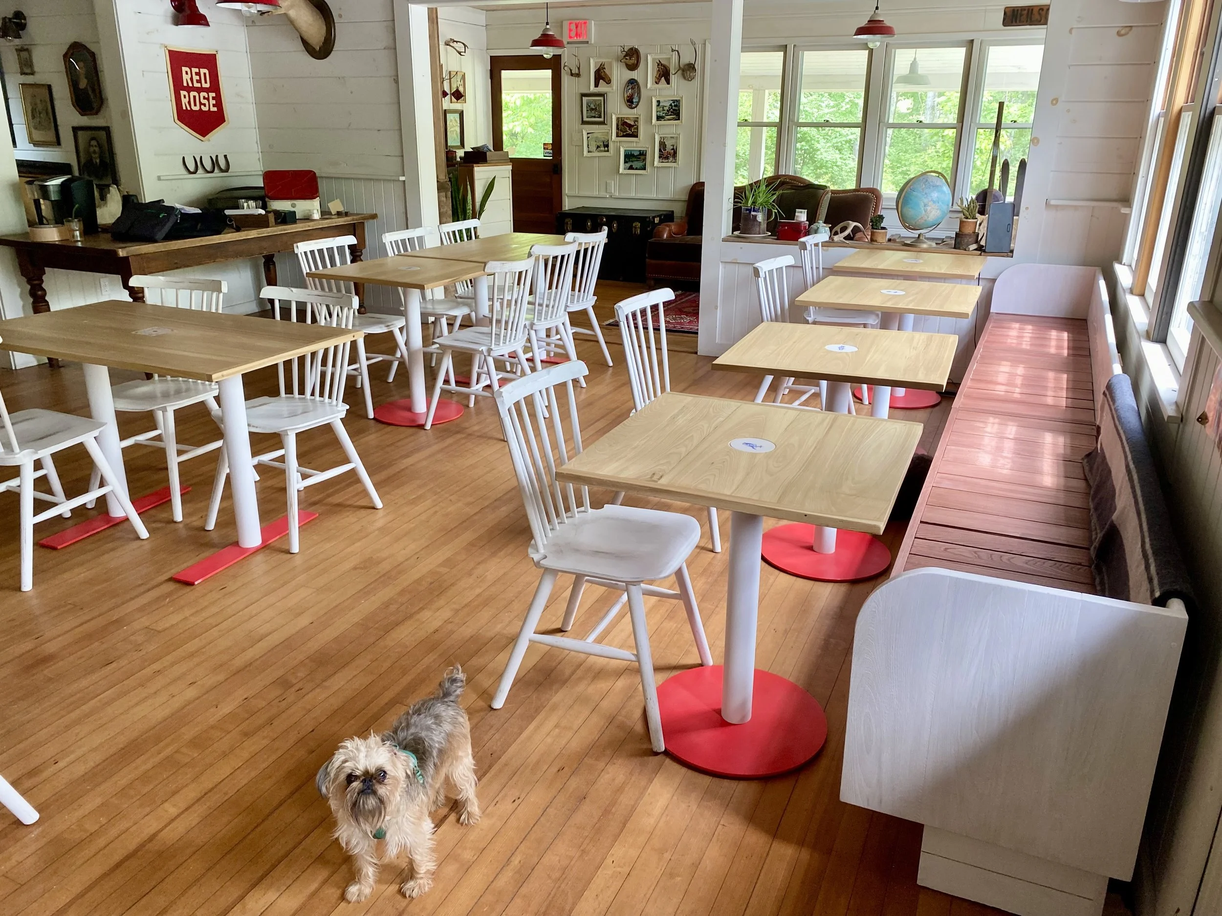 Bright, cozy cafe with light wooden tables, white chairs, and a long wooden bench along the window. A small dog stands on the wooden floor near the foreground, looking at the camera. The room has large windows with green foliage outside, and walls decorated with framed pictures, a globe, and plants.