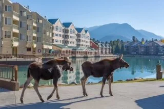 Keystone Moose.JPG