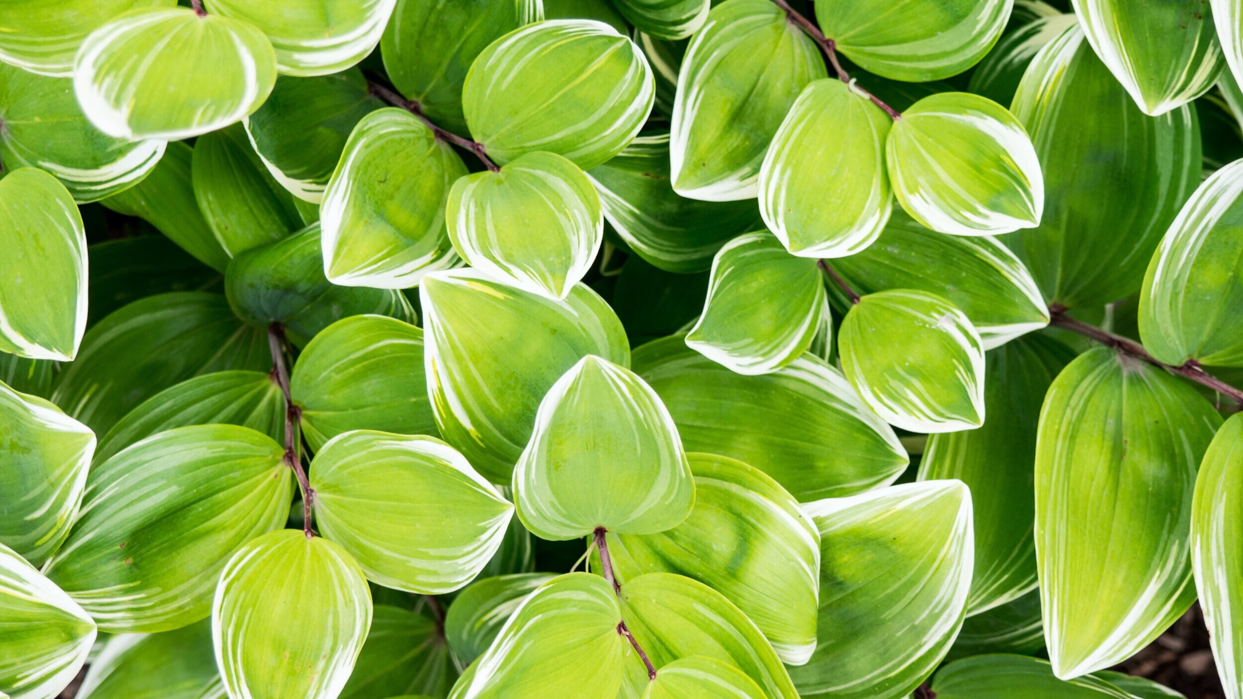 Schedule an Appointment — Dermatology Arts