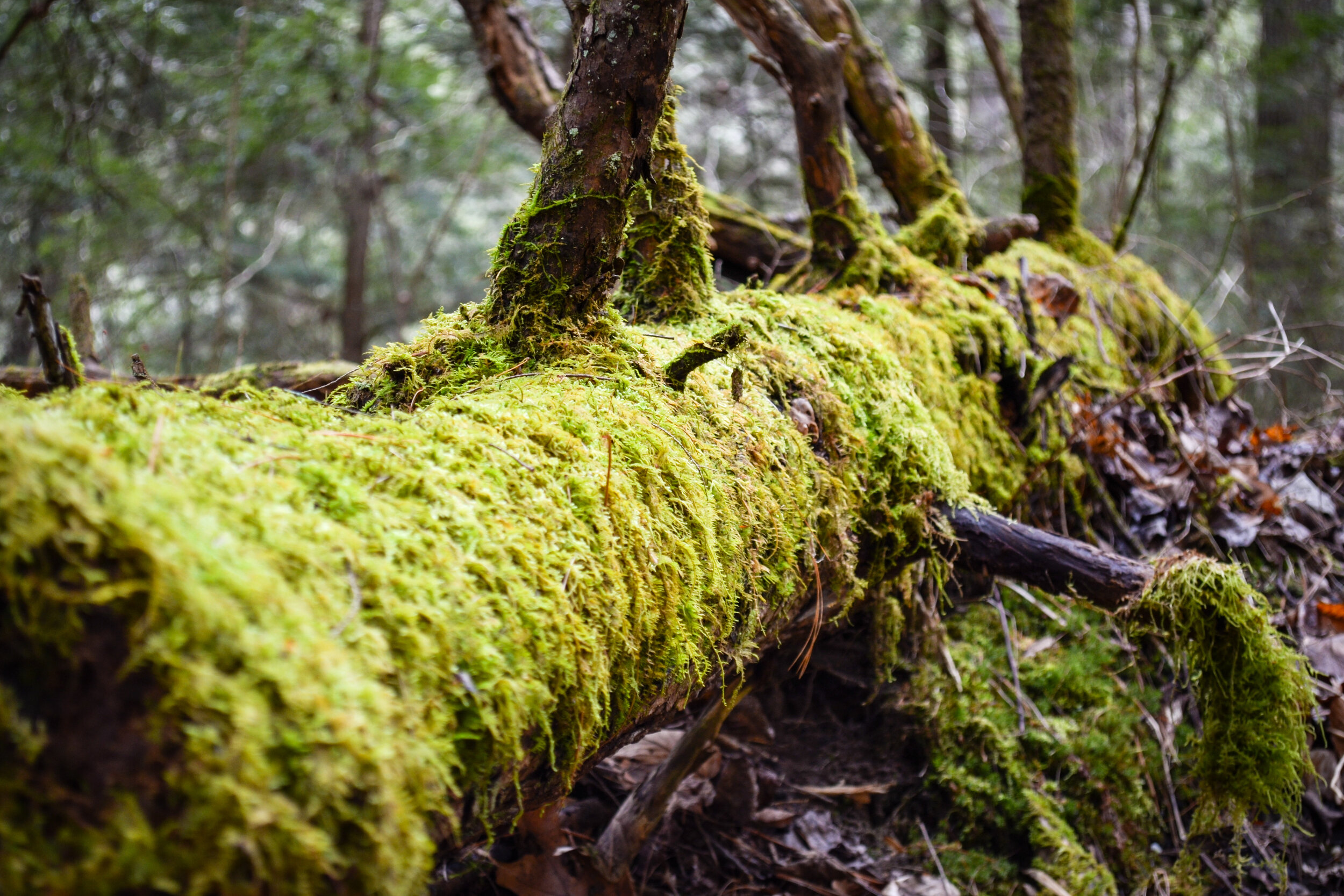 Mossy Tree