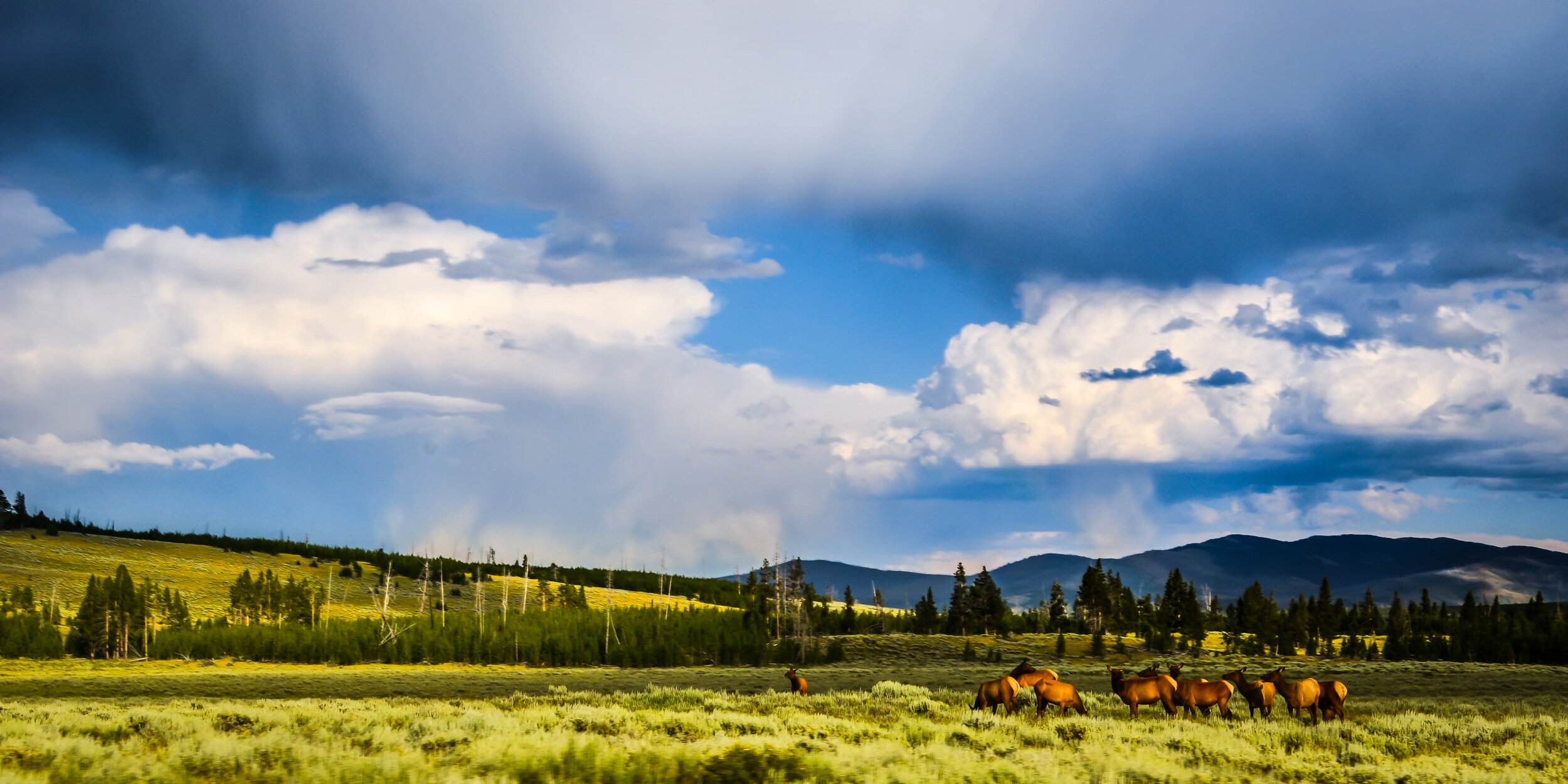 Elk of Yellowstone