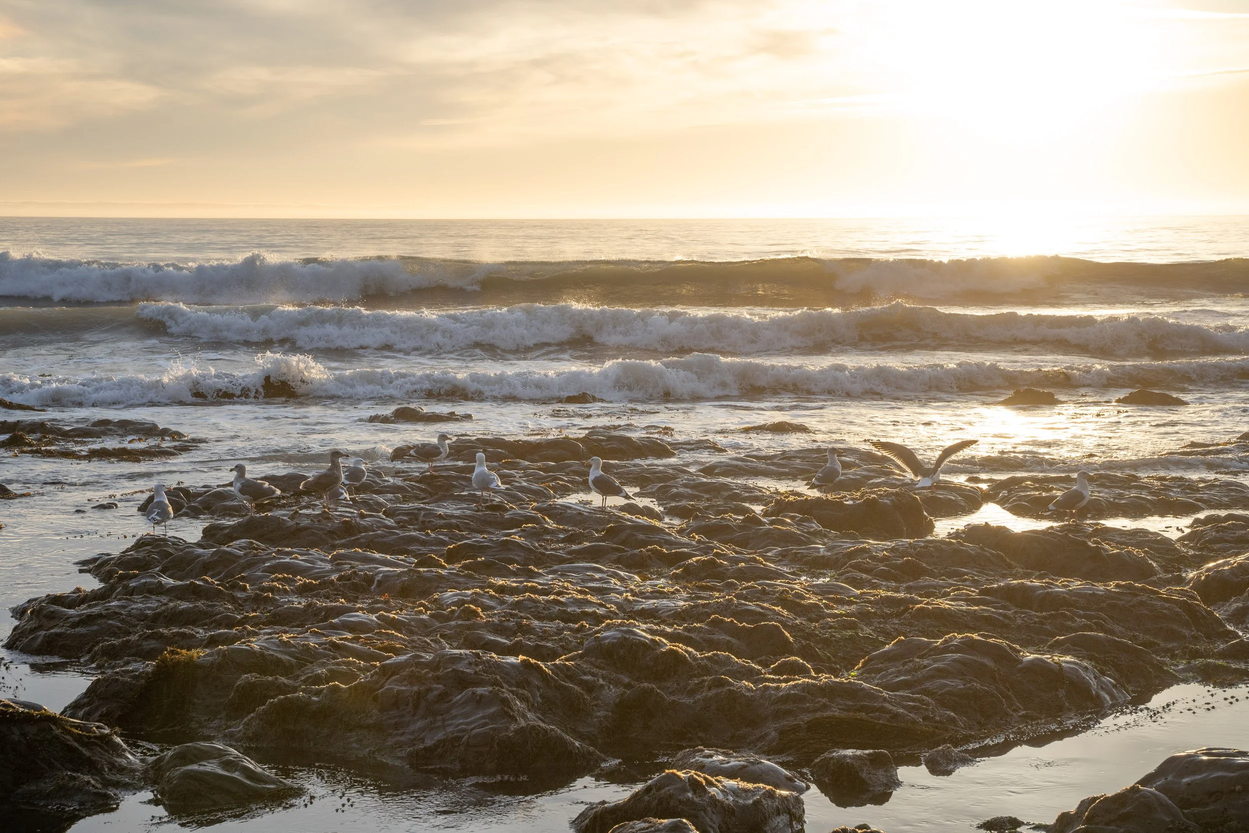 The Lost Coast Seagull Sunset